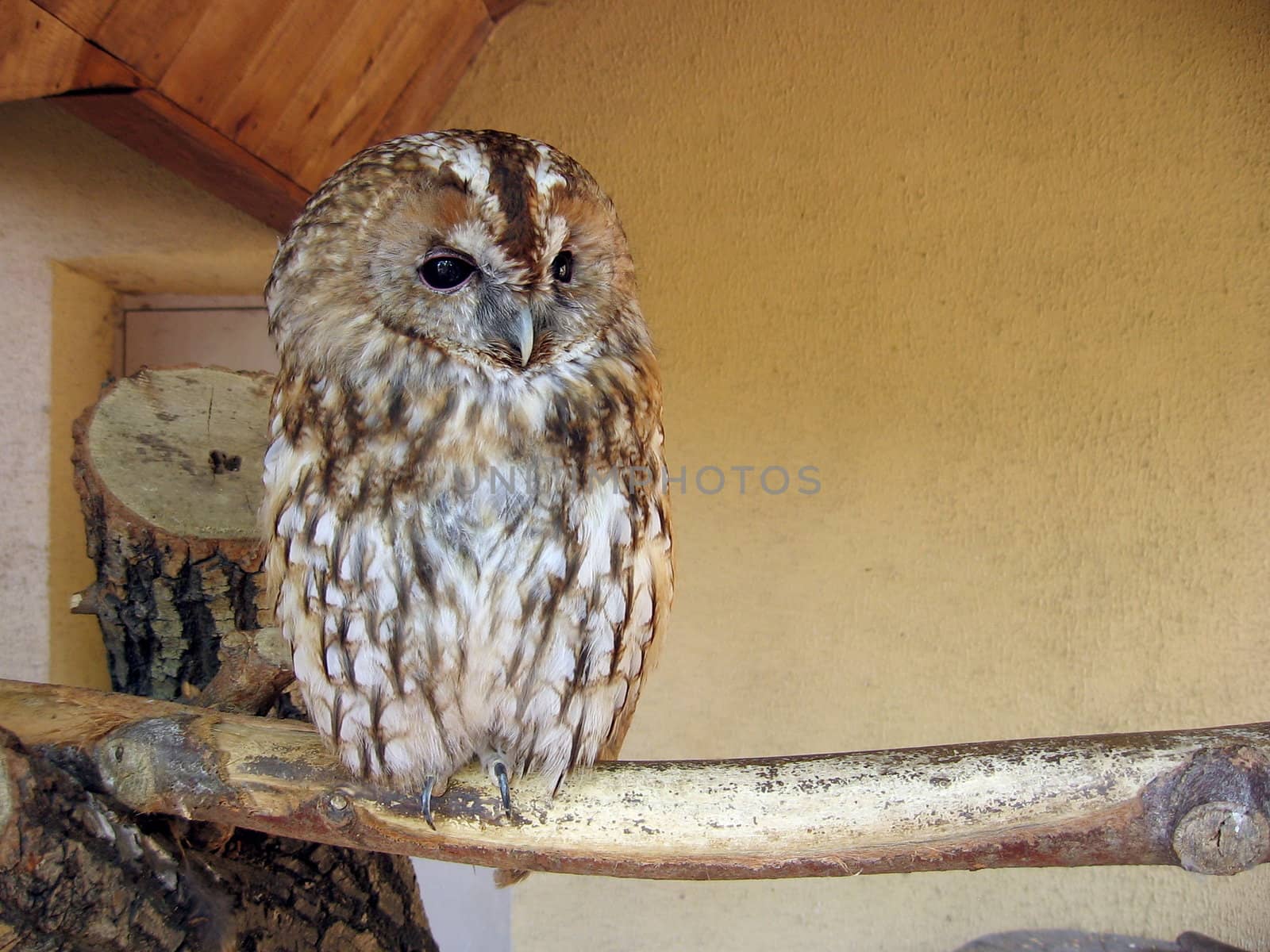 Tawny owl by tomatto
