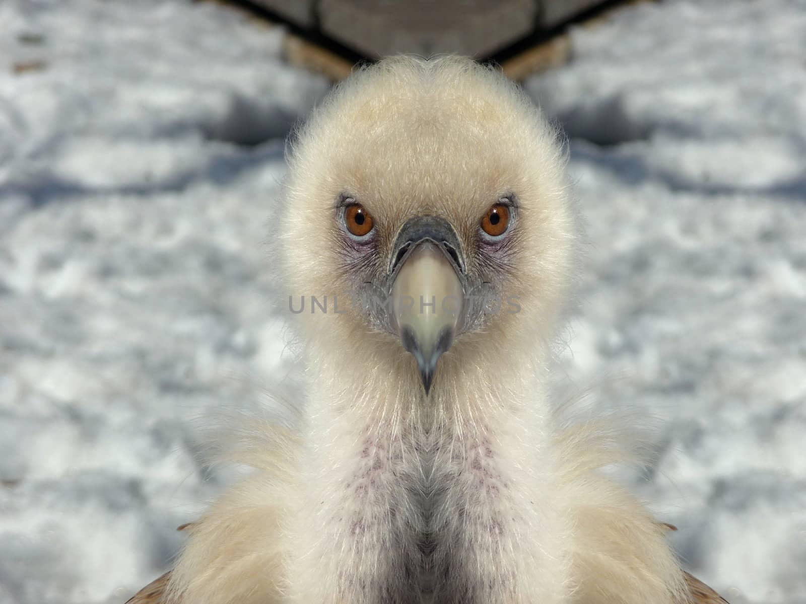 White griffon on a snow background, front view