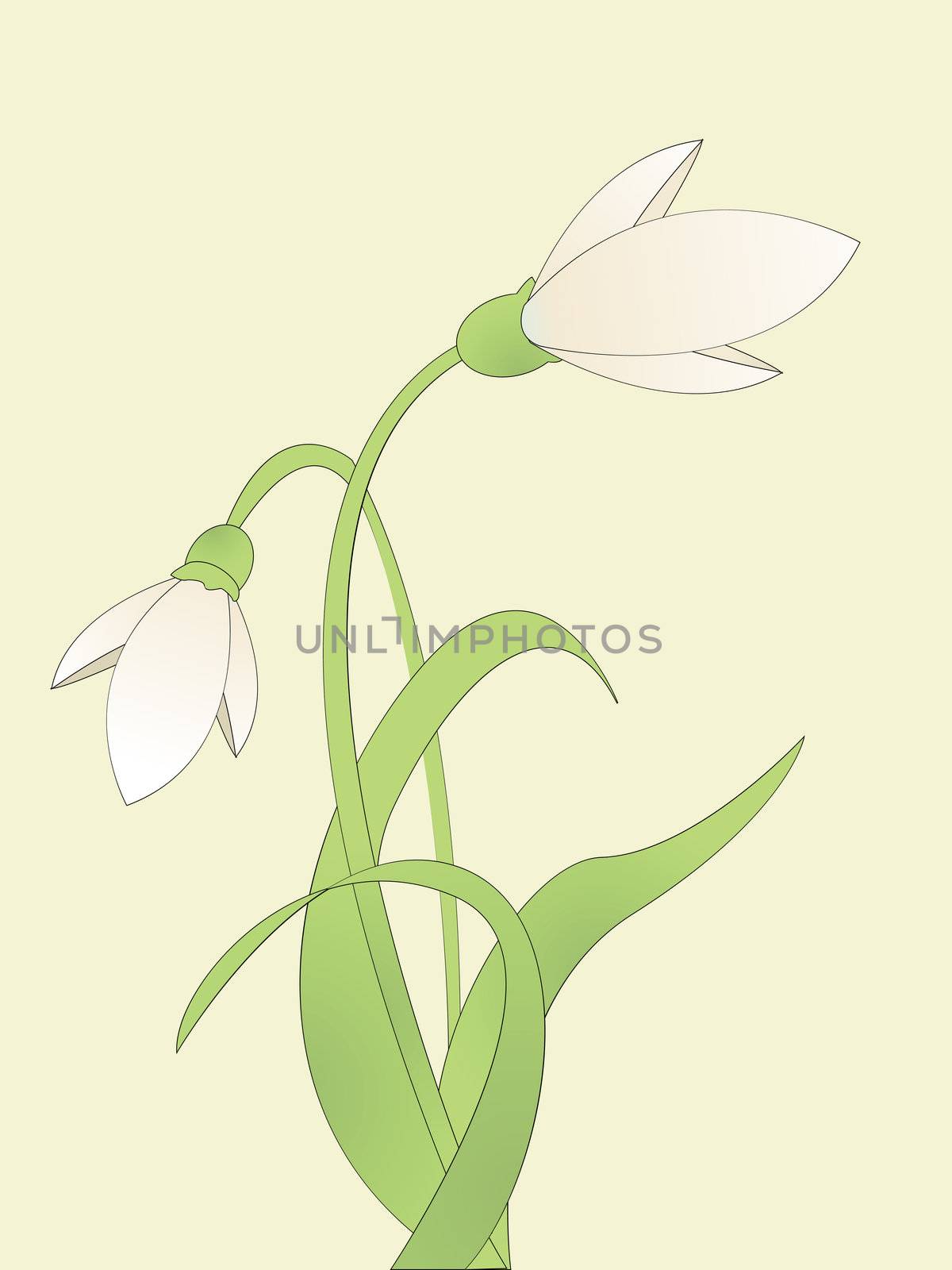 common snowdrop by Lirch