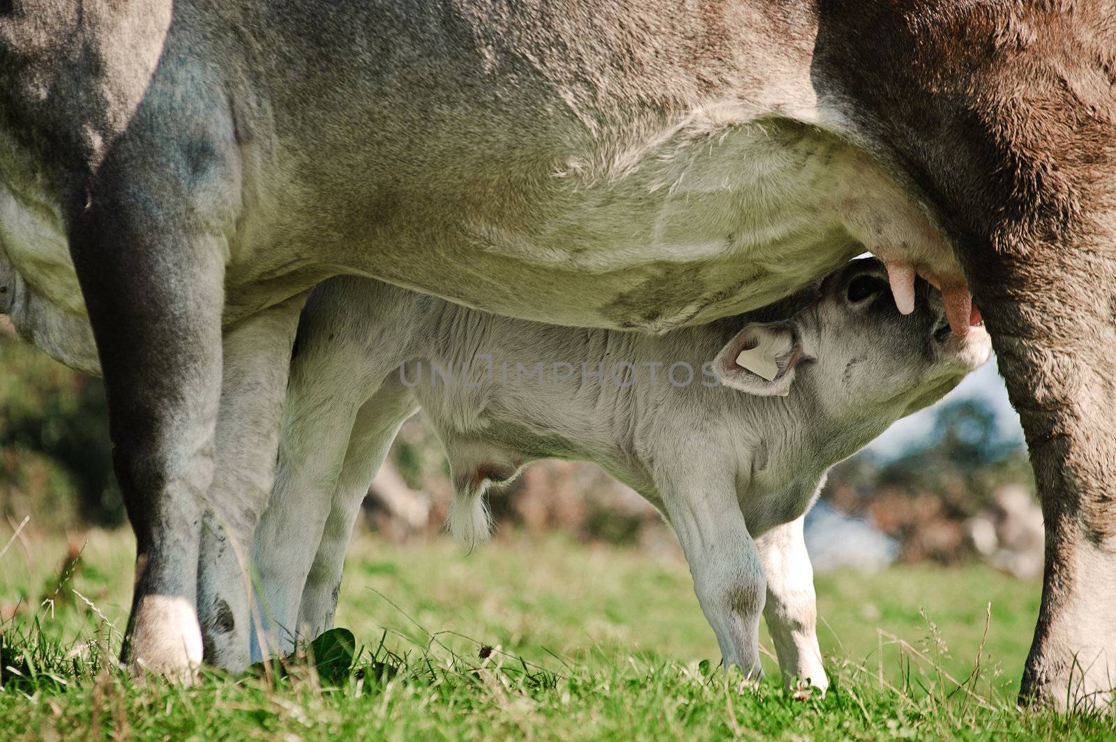 Mother Cow with Suckling Calf on the Meadow