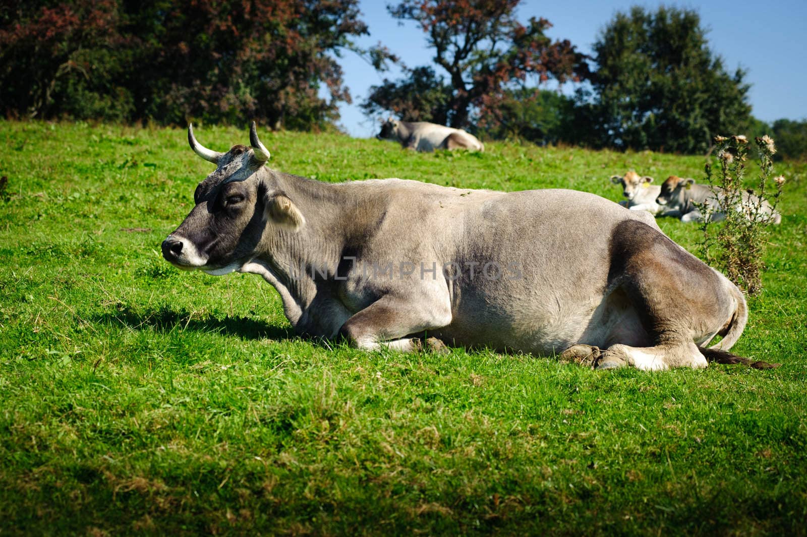 Swiss Cattle Resting in the fresh Meadow