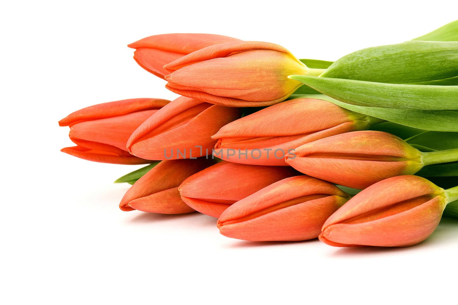 red tulips