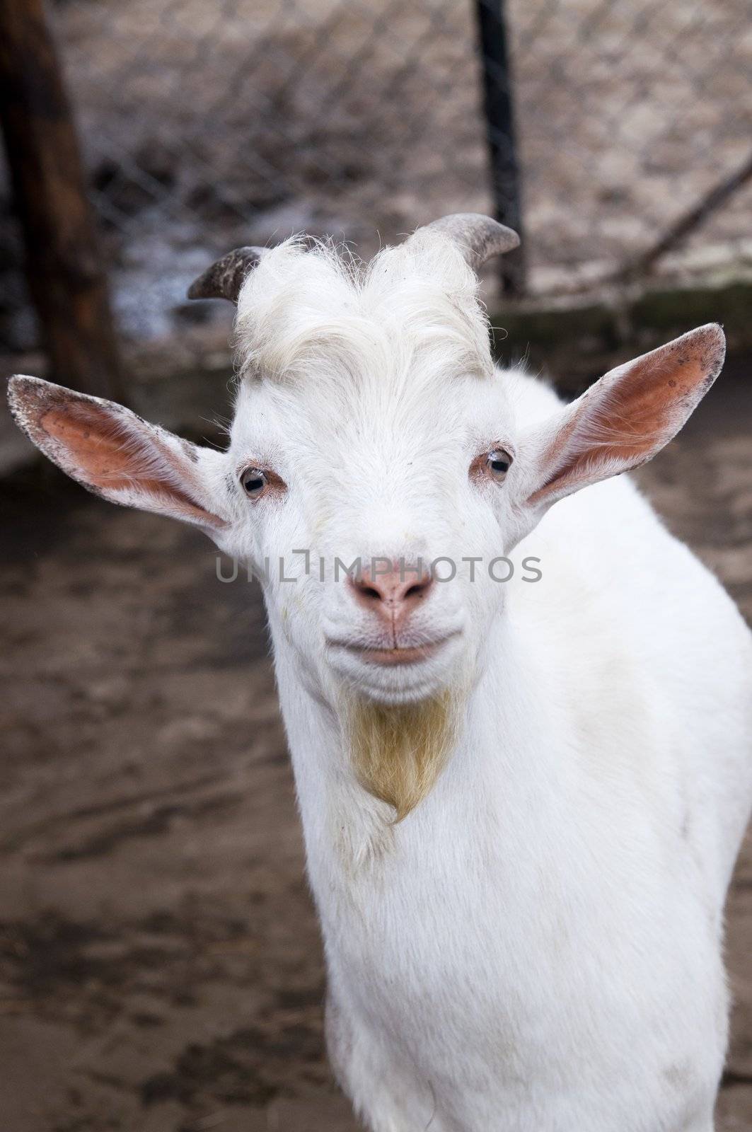 Funny cute goat at the farm. Portrait photo.