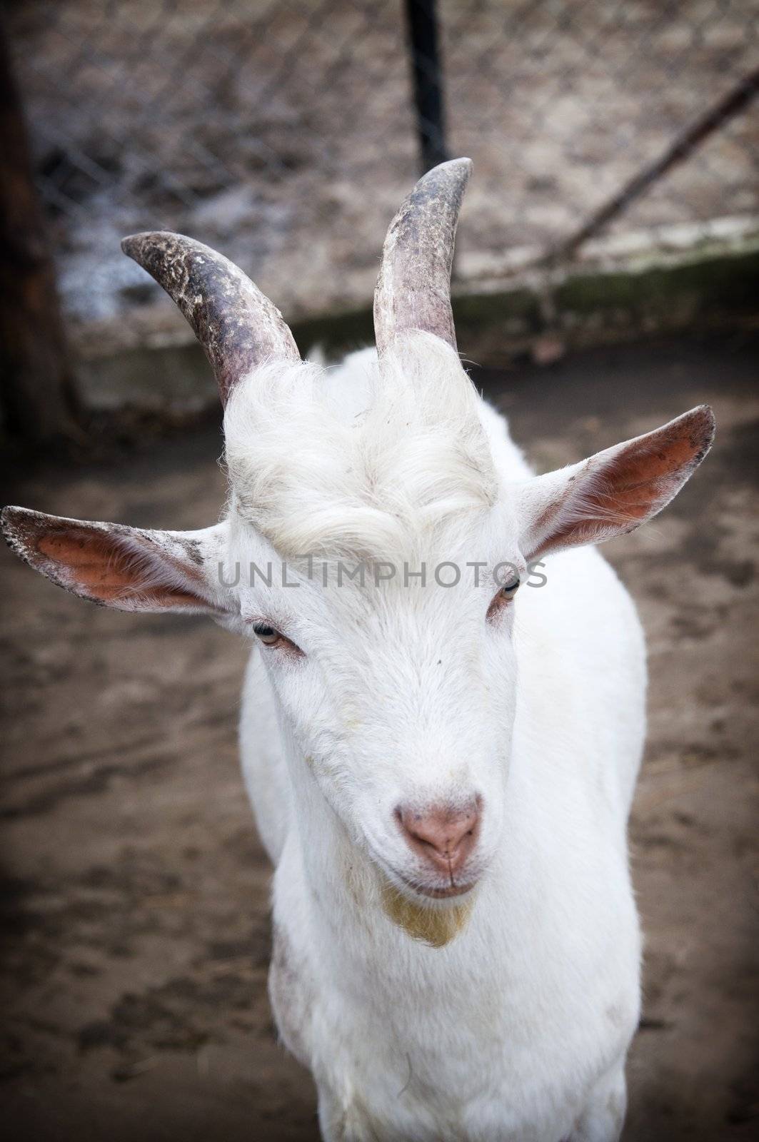 Funny cute goat at the farm. Portrait photo.