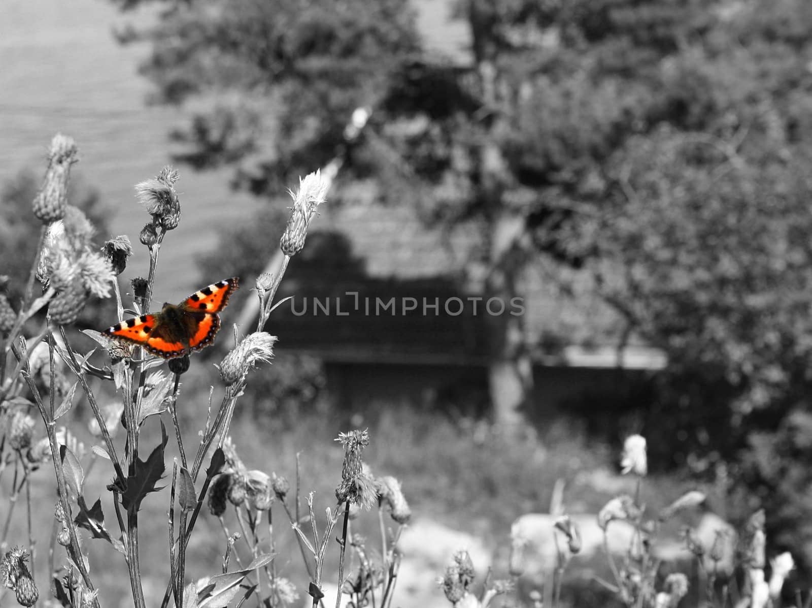 Colorful butterfly on black and white background