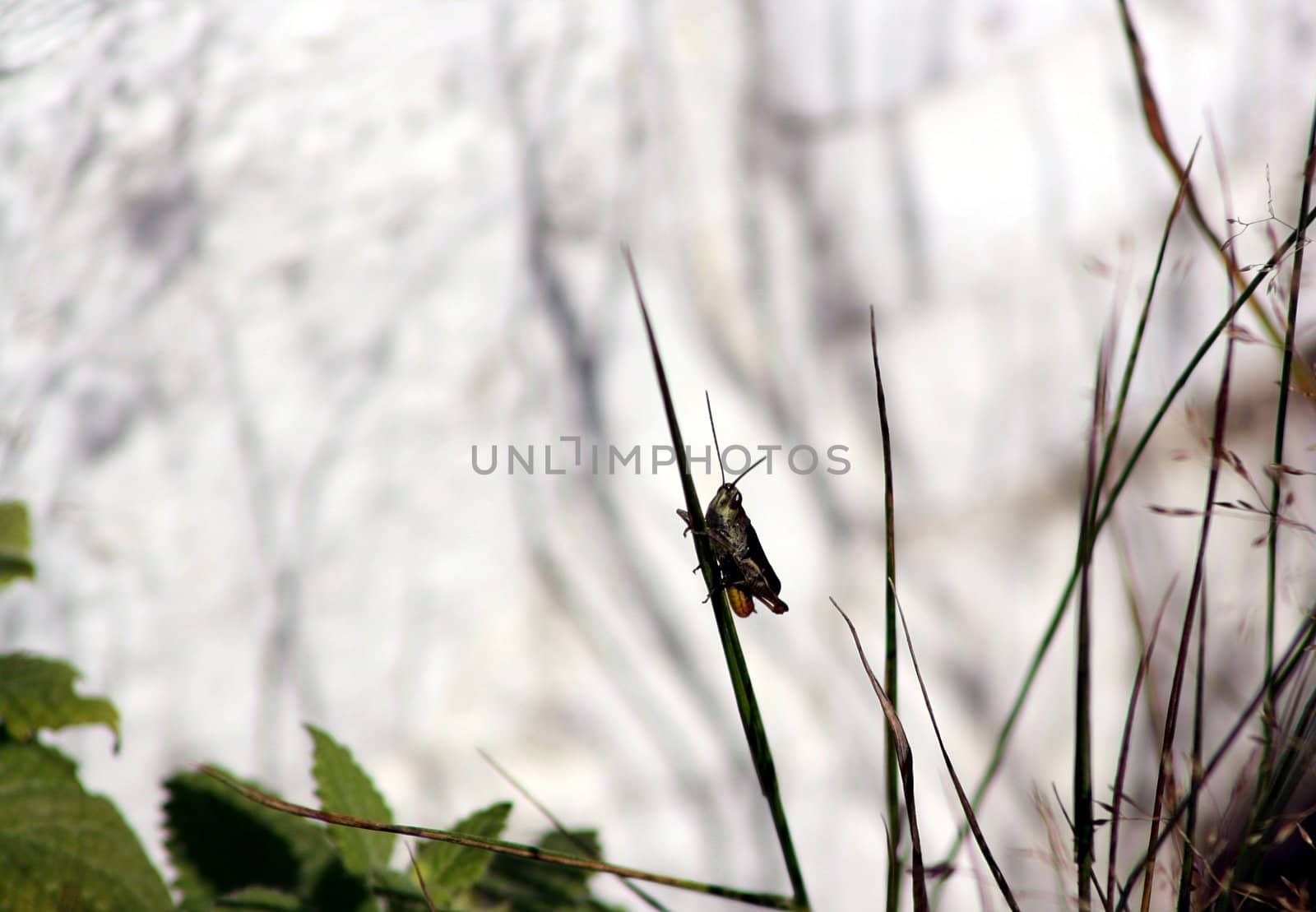 Lone grasshopper sitting high up on grass