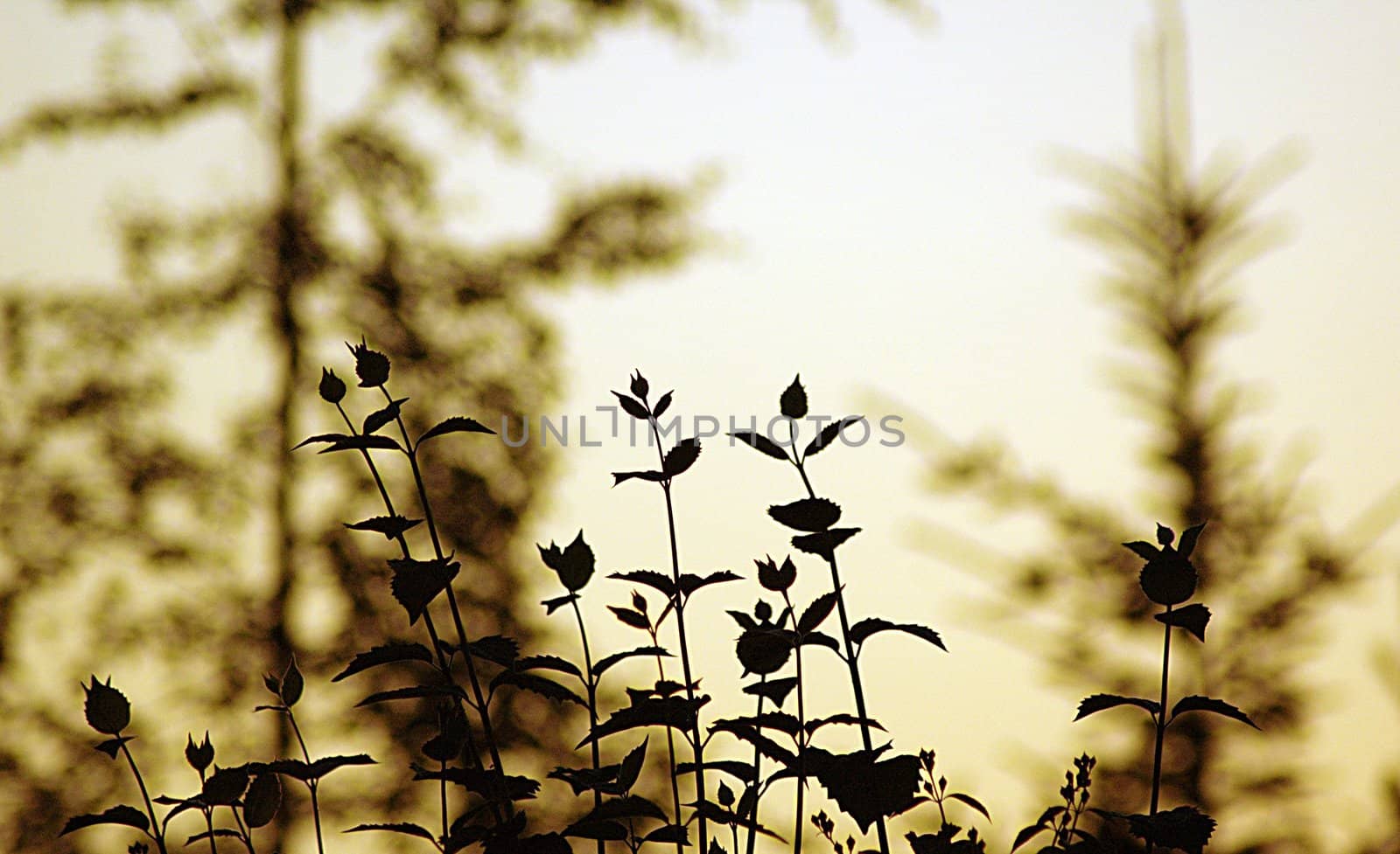 Flower silhouette by sundaune