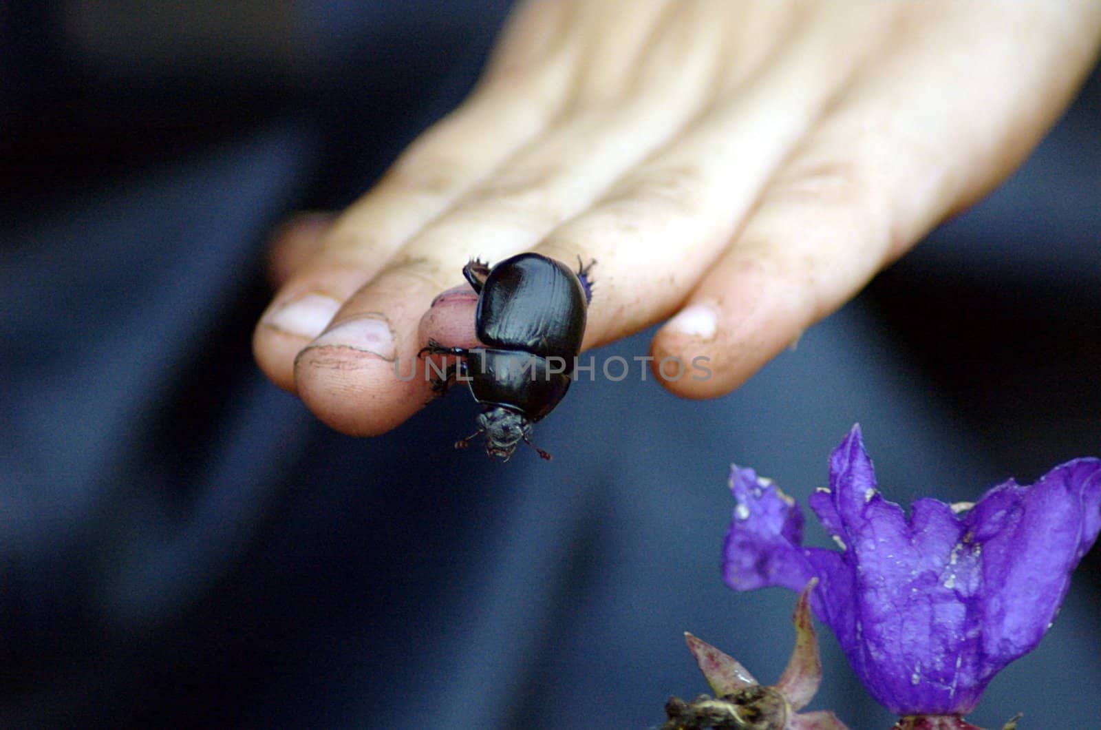 Black beetle crawling on a little boys hand