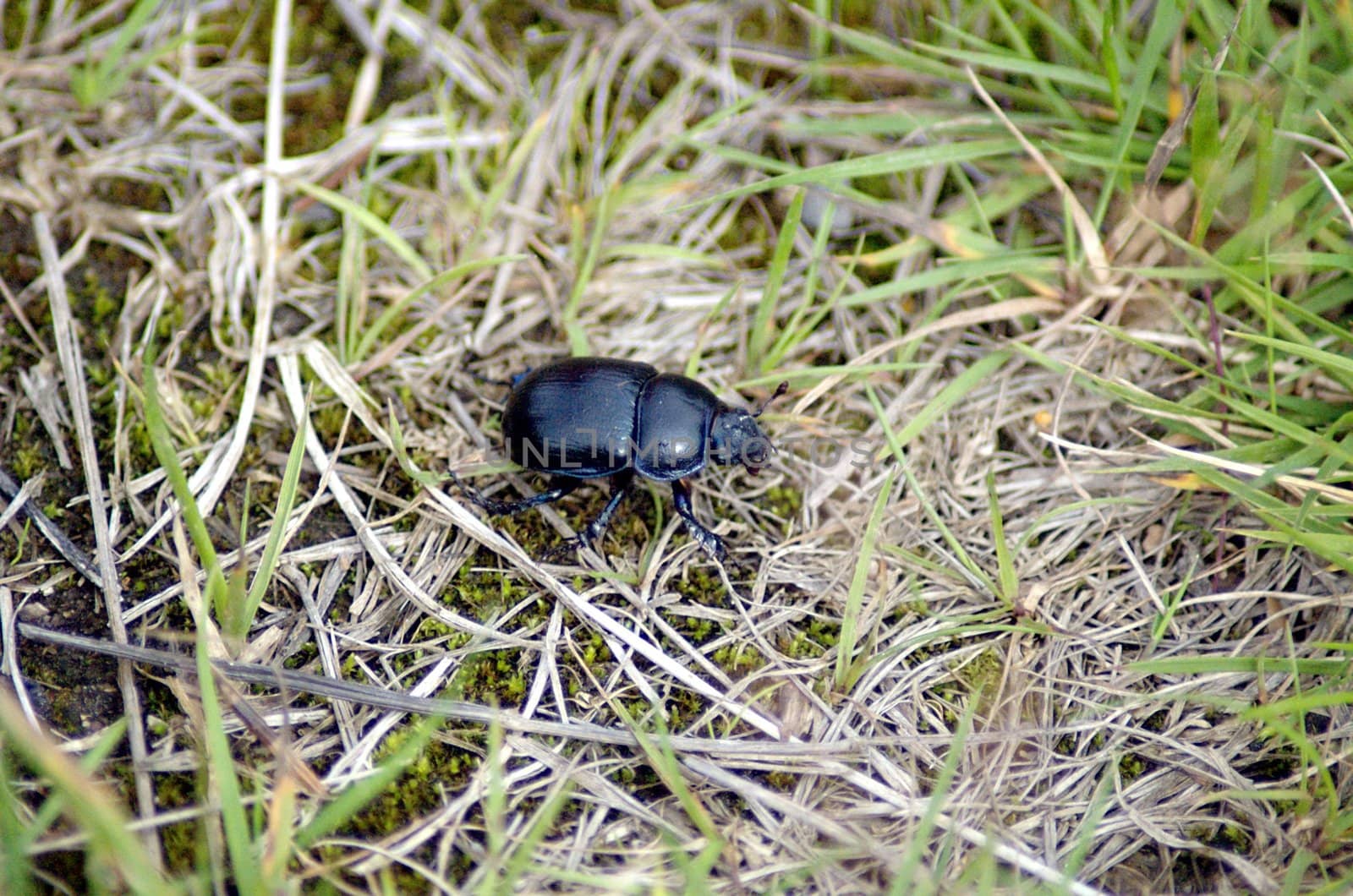 Black beetle trotting along on forest ground
