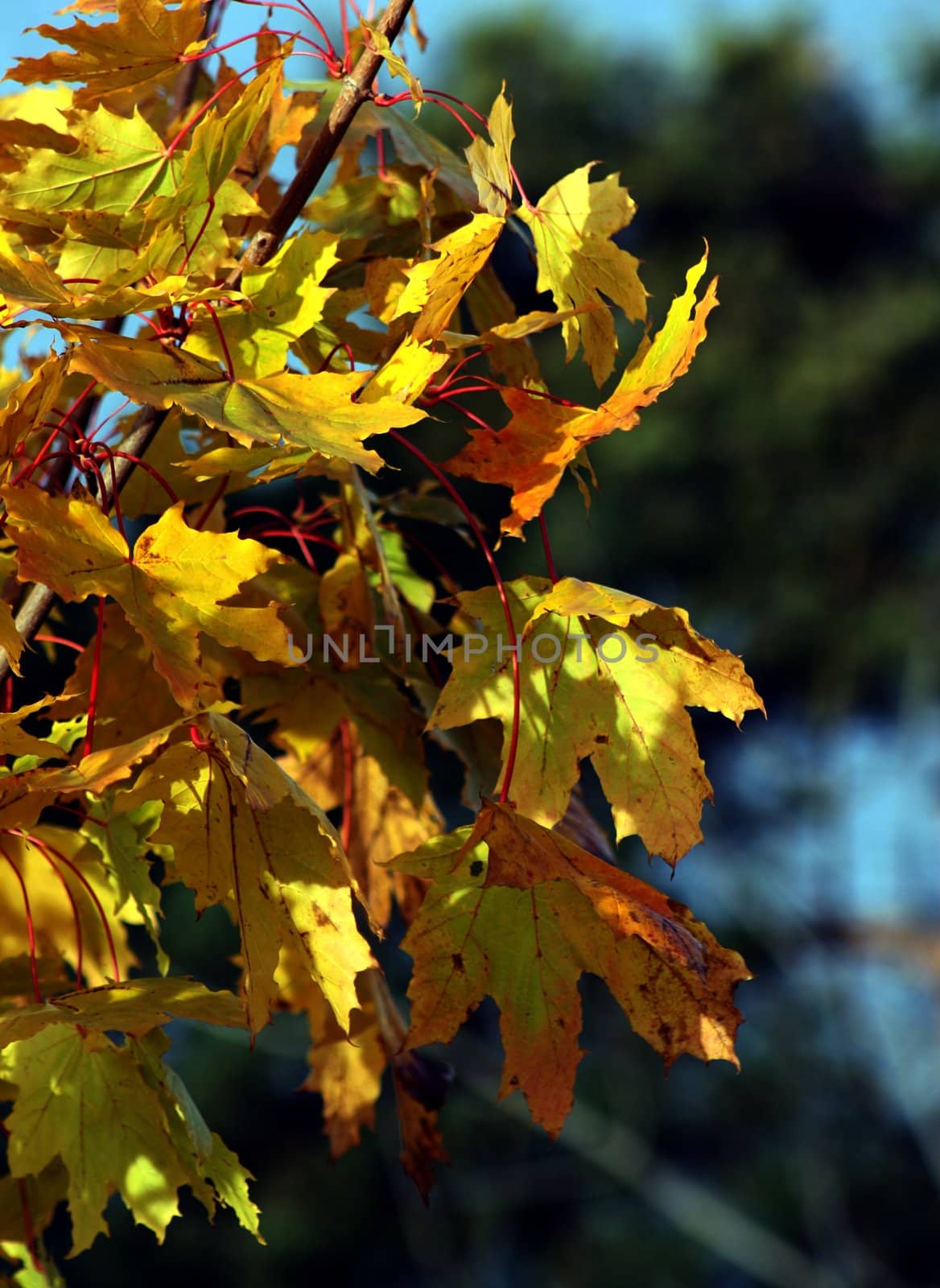 Dense maple leafs yellow in autumn