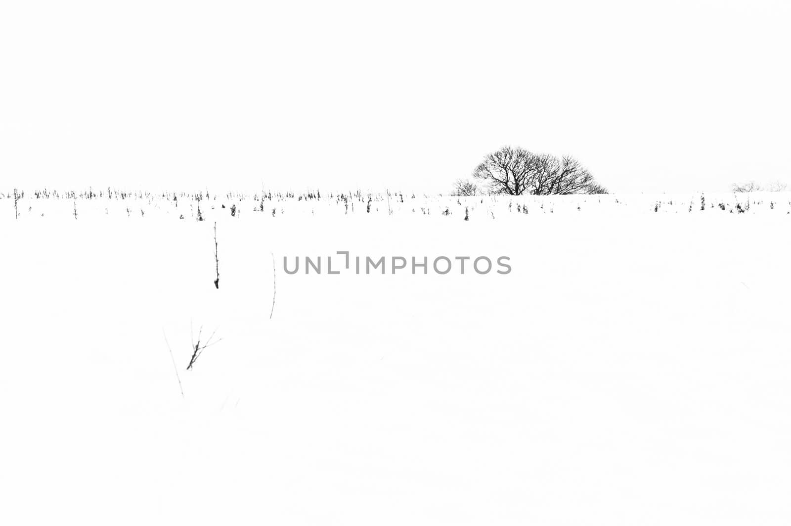 Field covered in snow with top of tree in the background.