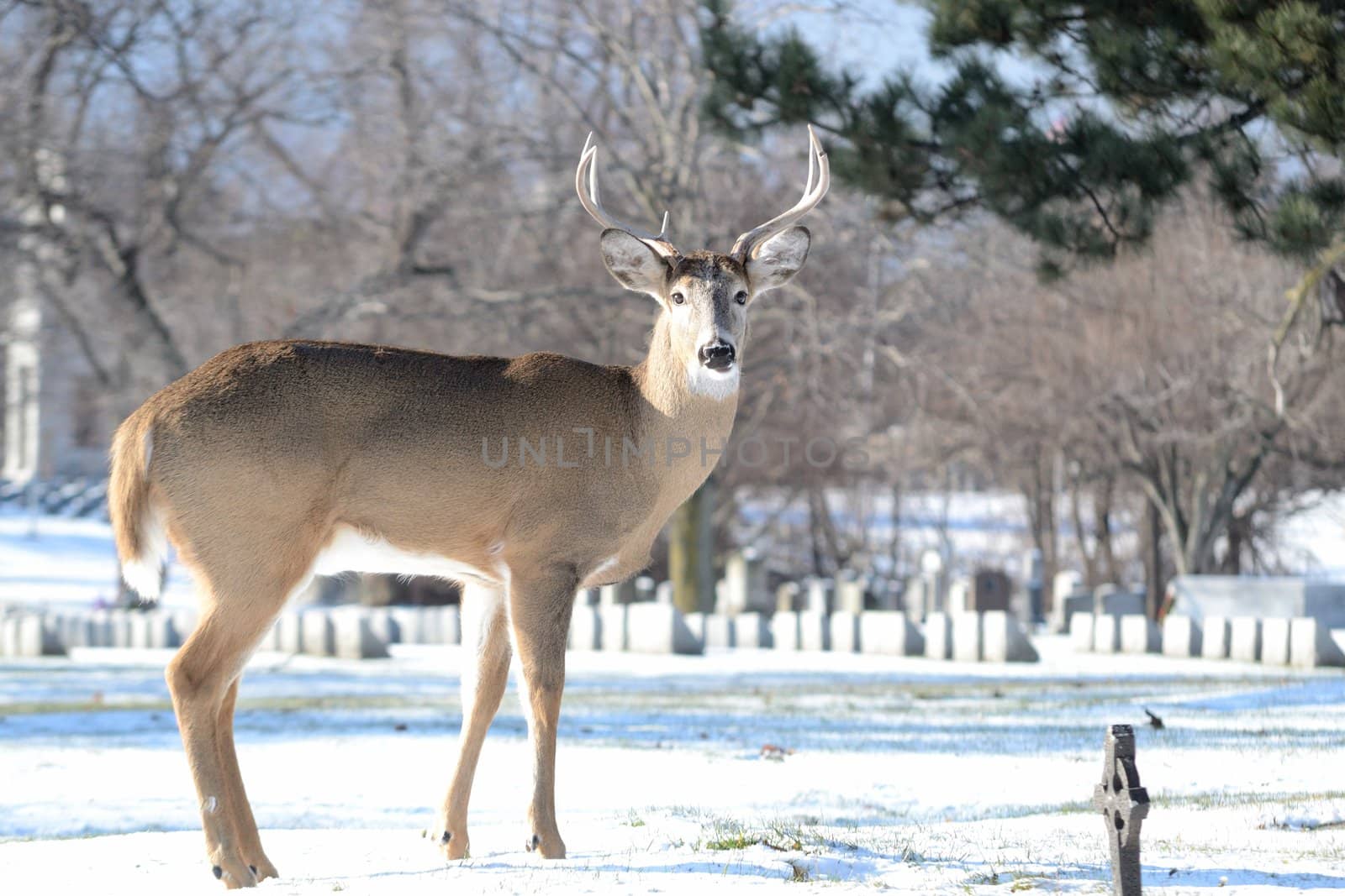 A whitetail deer buck standing in winter snow in a cemetery