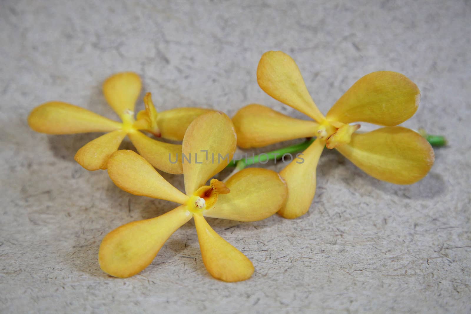 Yellow orchids on a natural background.