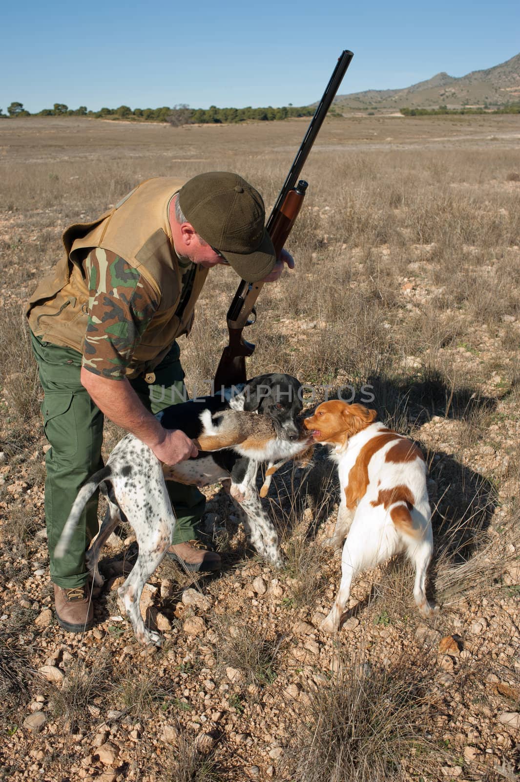 Pointer and brittany hunting dogs retrieving a hare