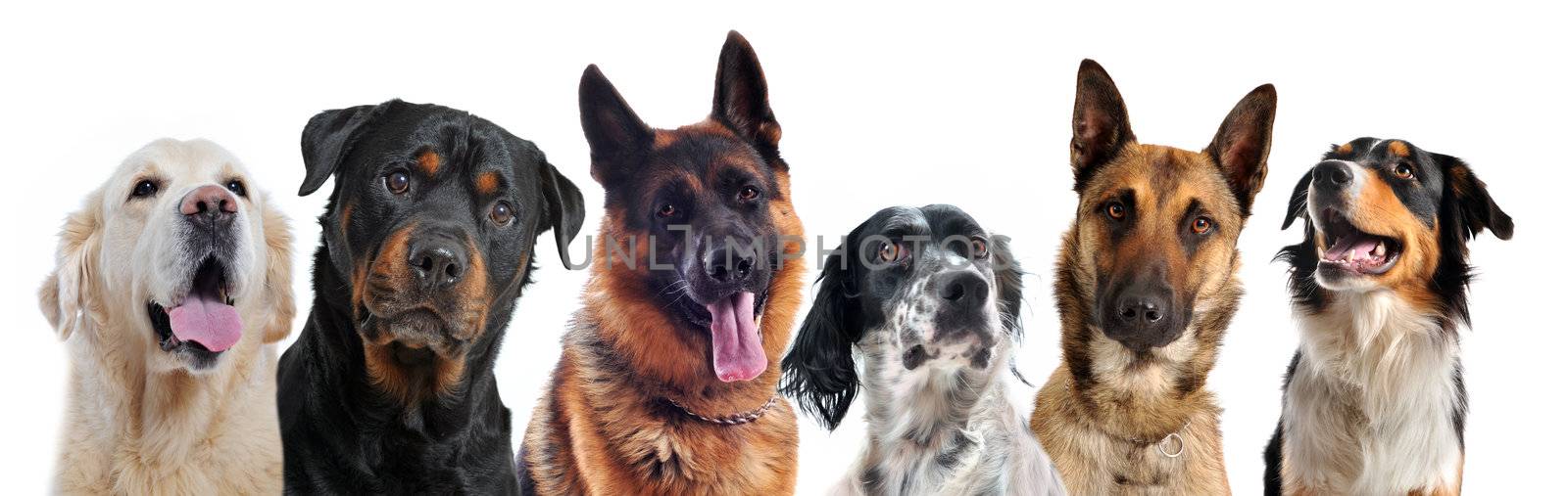 composite picture with purebred   dogs in a white background