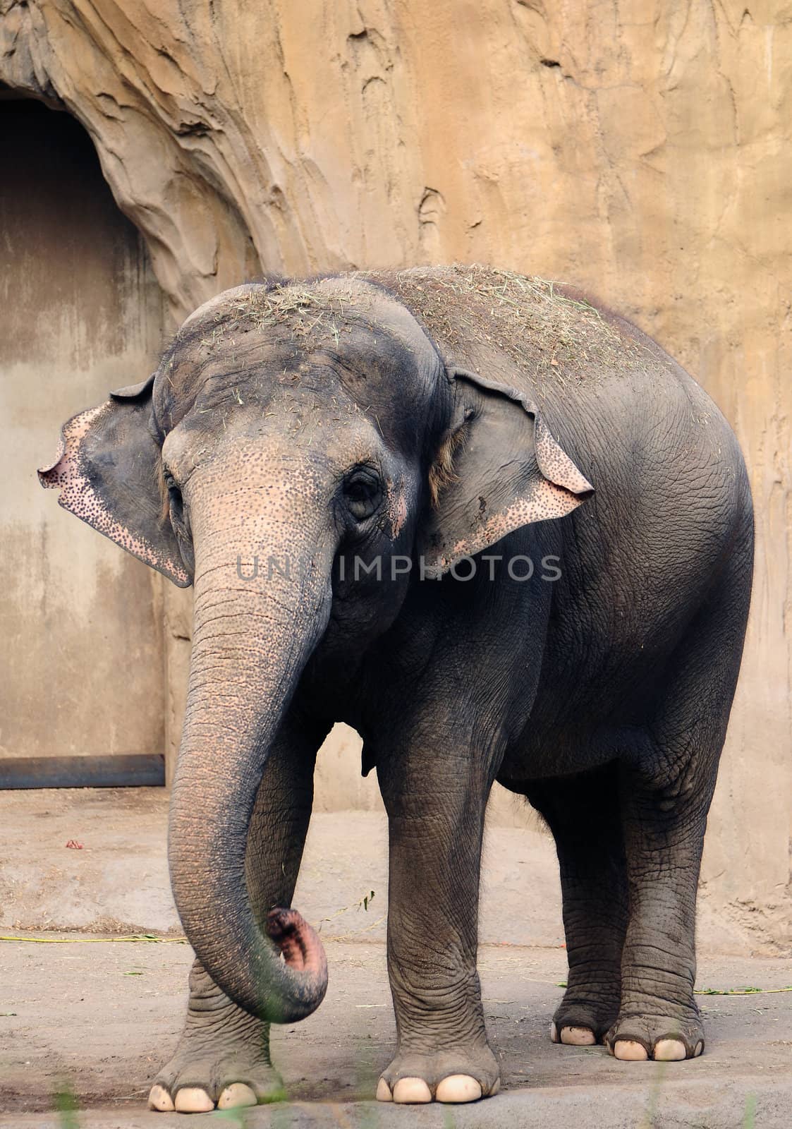 Portrait of an asian elephant