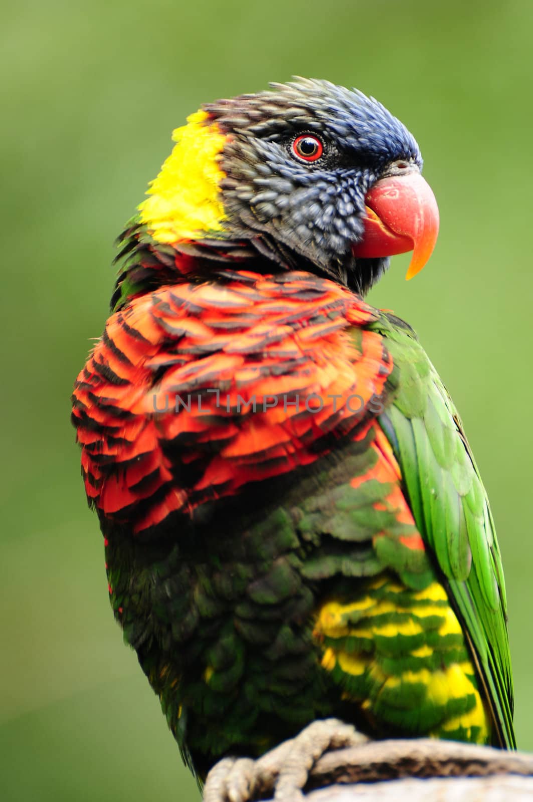 Closeup of a beautiful rainbow lorikeet perched on tree branch