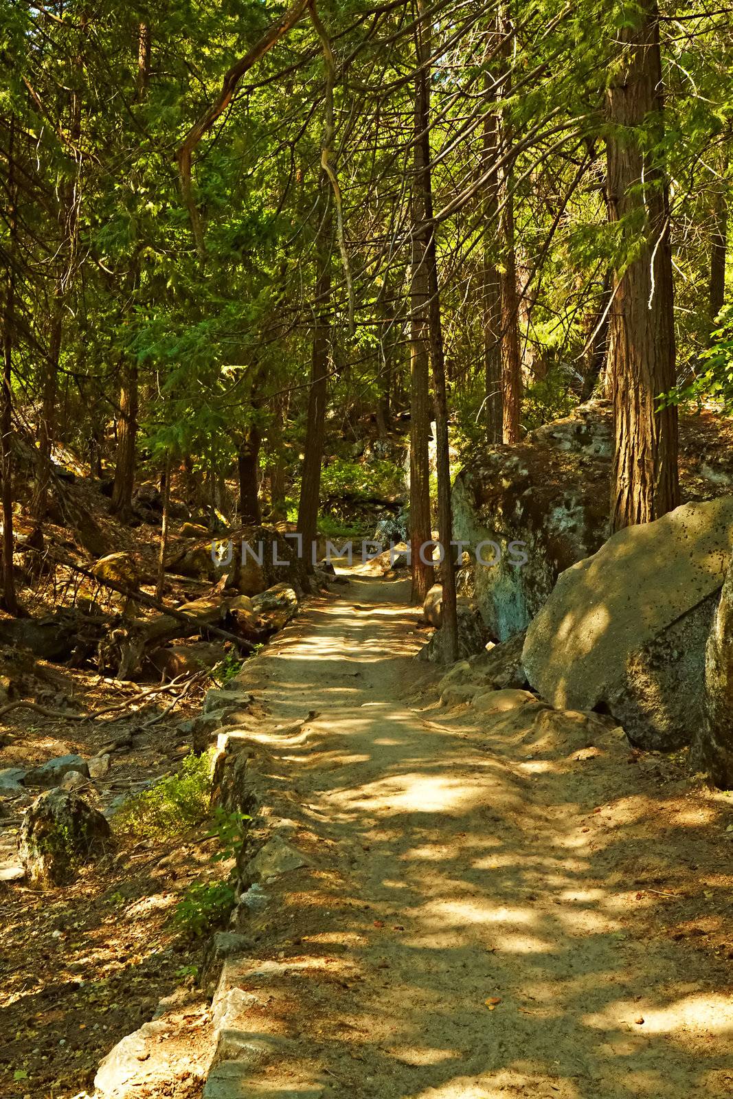 Forest Trail going through the Yosemite National Park, California, USA