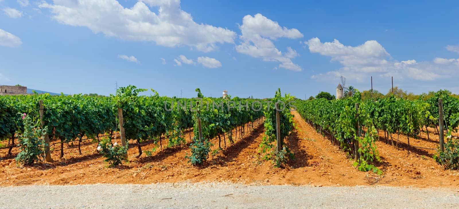 The beautiful vineyards in Mallorca. Spain. Panorama