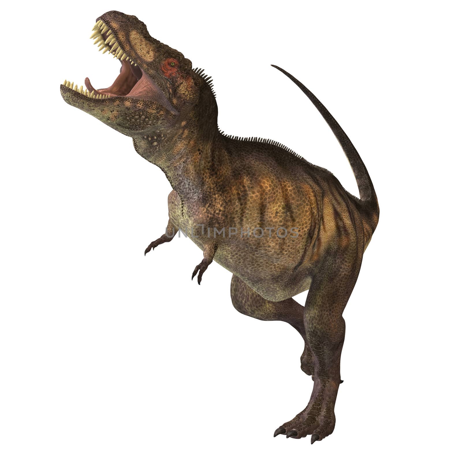 Tyrannosaurus Rex was one of the largest carnivores of the Cretaceous Period of Earths history. Its fossils have been found in western North America. Its name means Tyrant Lizard King.