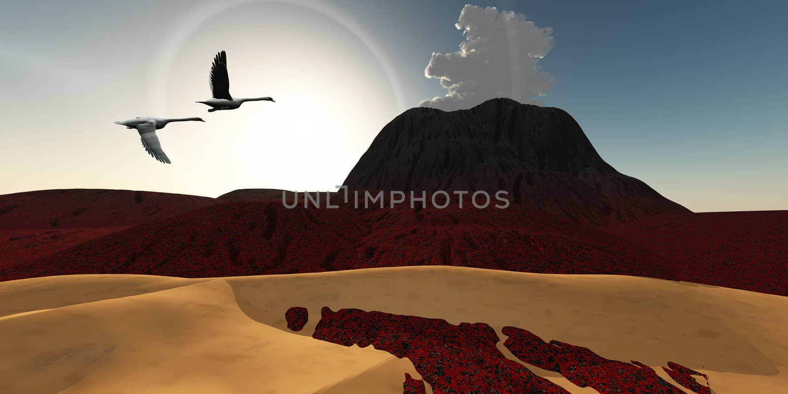 Two Swans fly over cooling lava flows from a recently active volcano.