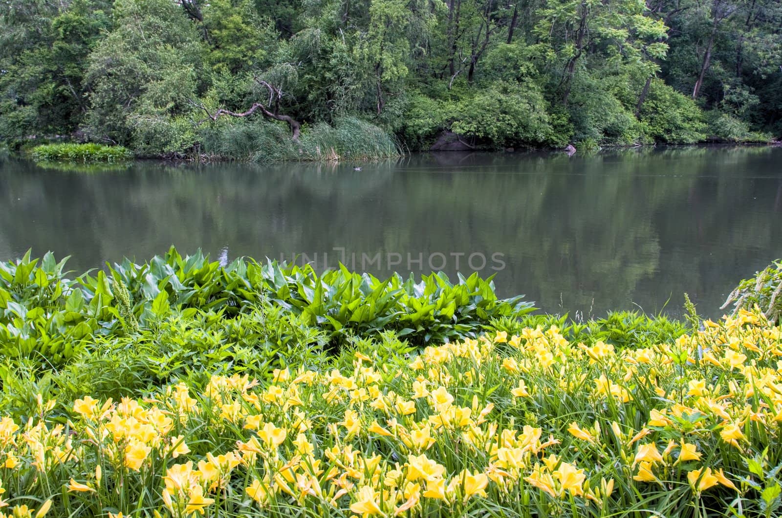 Daylily flowers on the edge of a pond in a park