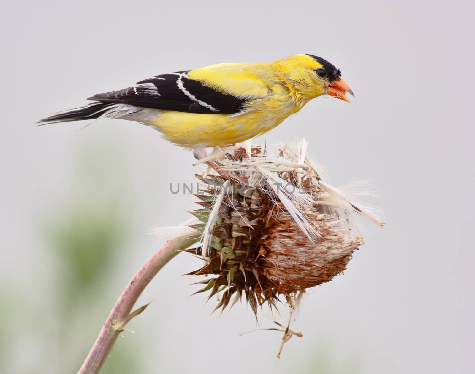American Goldfinch by sbonk