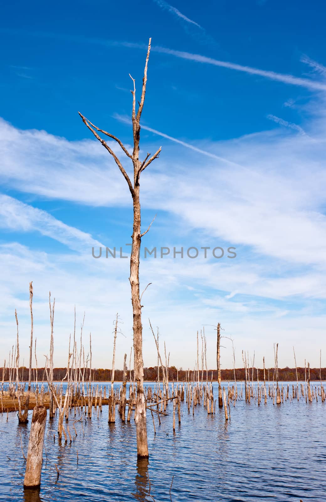 Dead Trees in the Water by sbonk