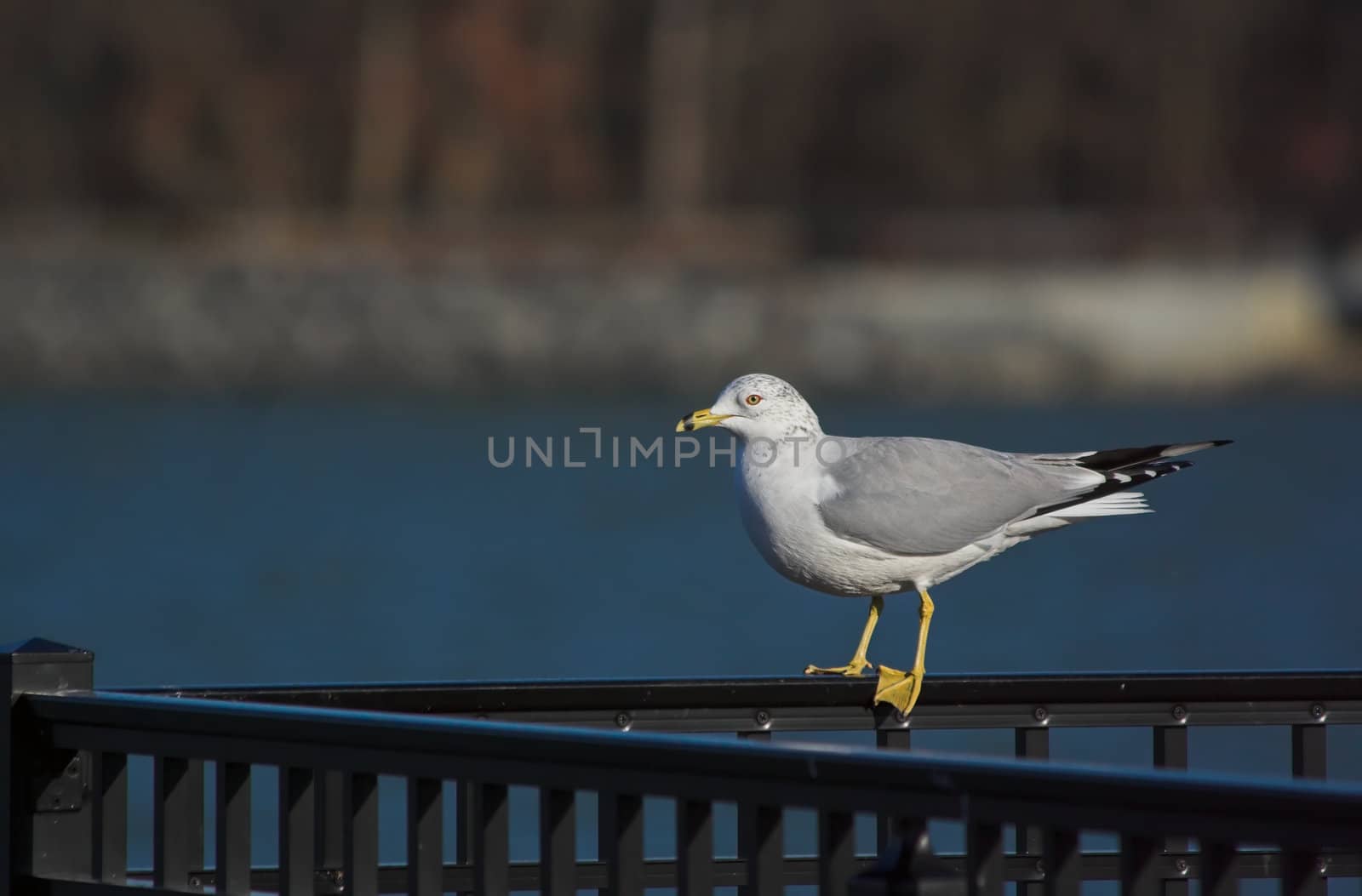 Gull on a Rail by sbonk