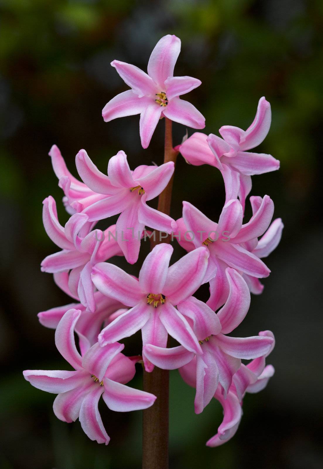 Pink Hyacinth by sbonk