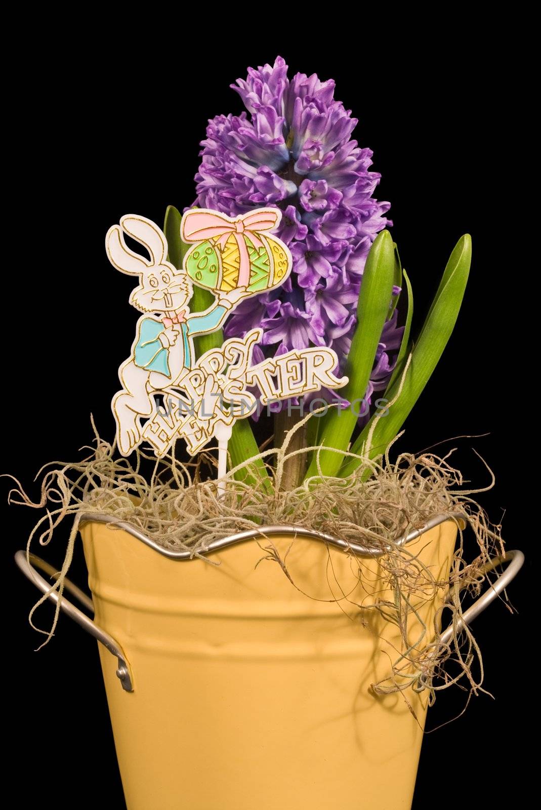 A Purple Hyacinth flower and Happy Easter sign isolated on a black background