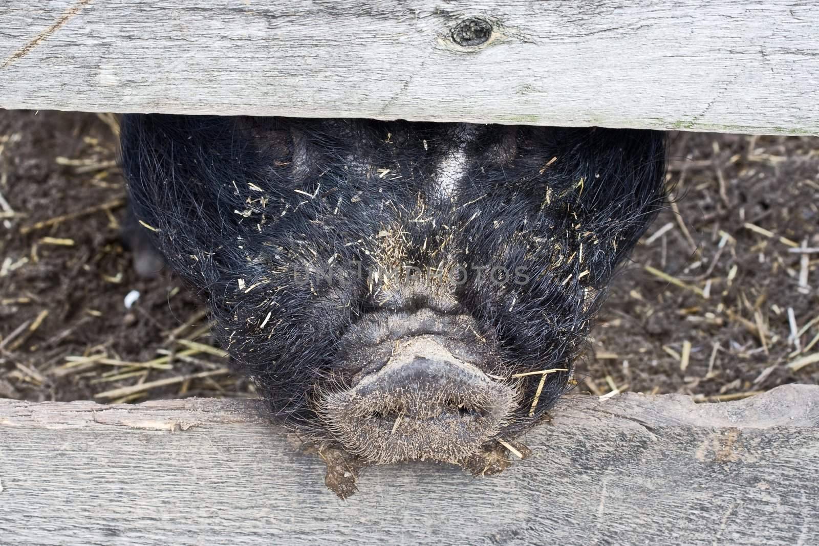 A pig sticking his snout through a fence