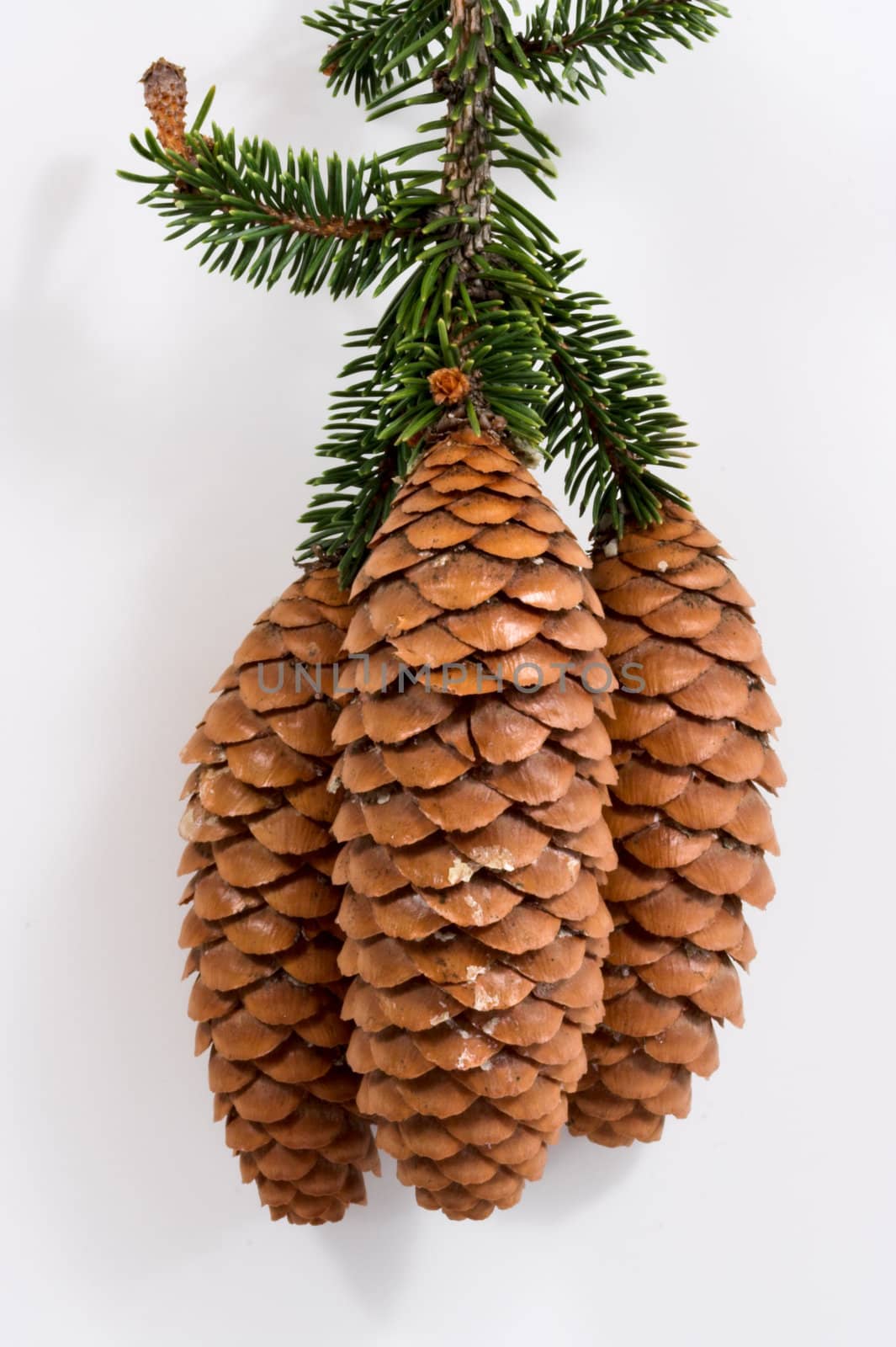 Three pine cones with white background