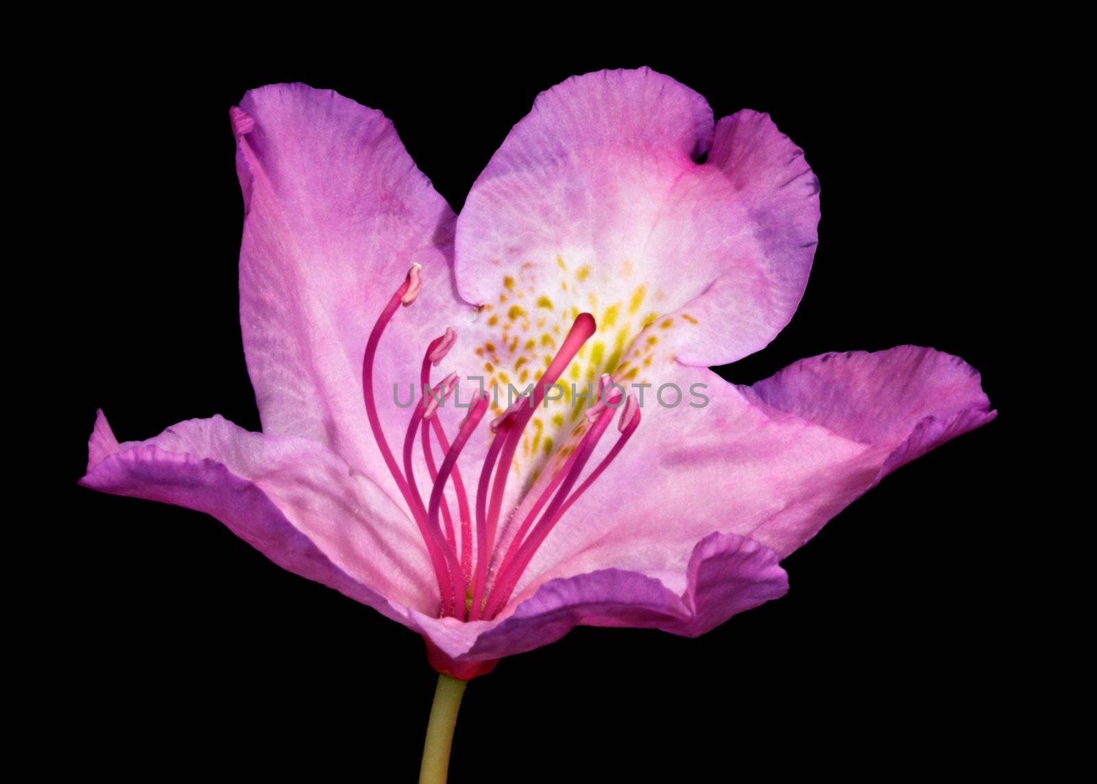 Pink Rhododendron Flower by sbonk