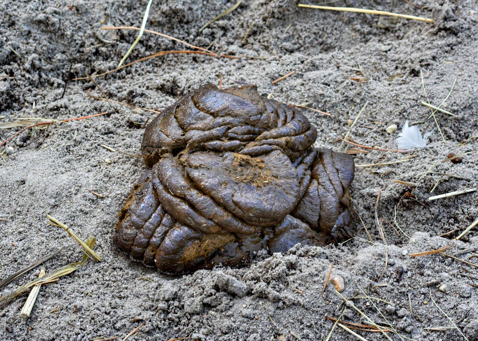 A mound of poop in the dirt