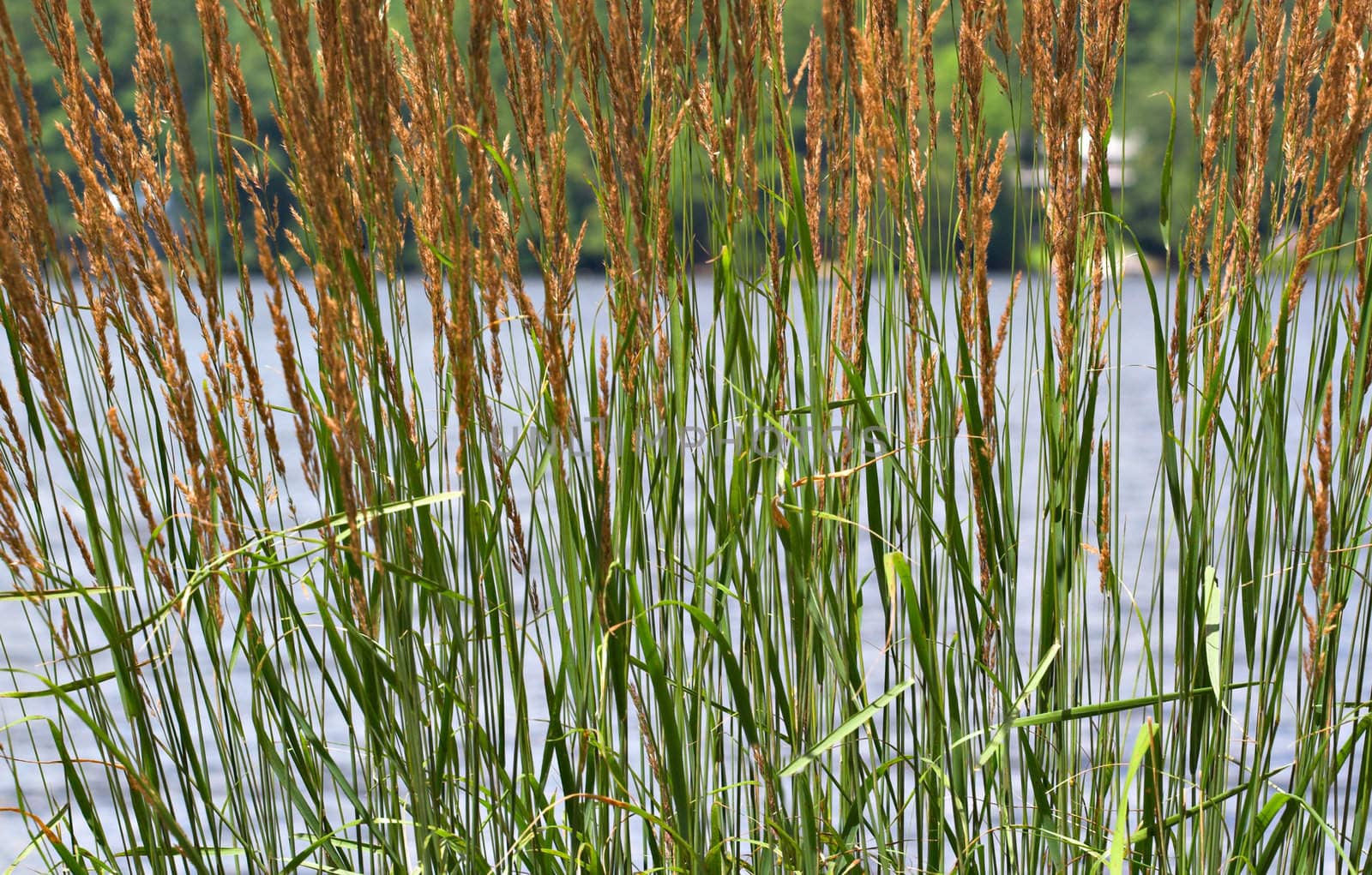 Tall cattails in front of a lake. Focus is on cattails with lake and background out of focus.