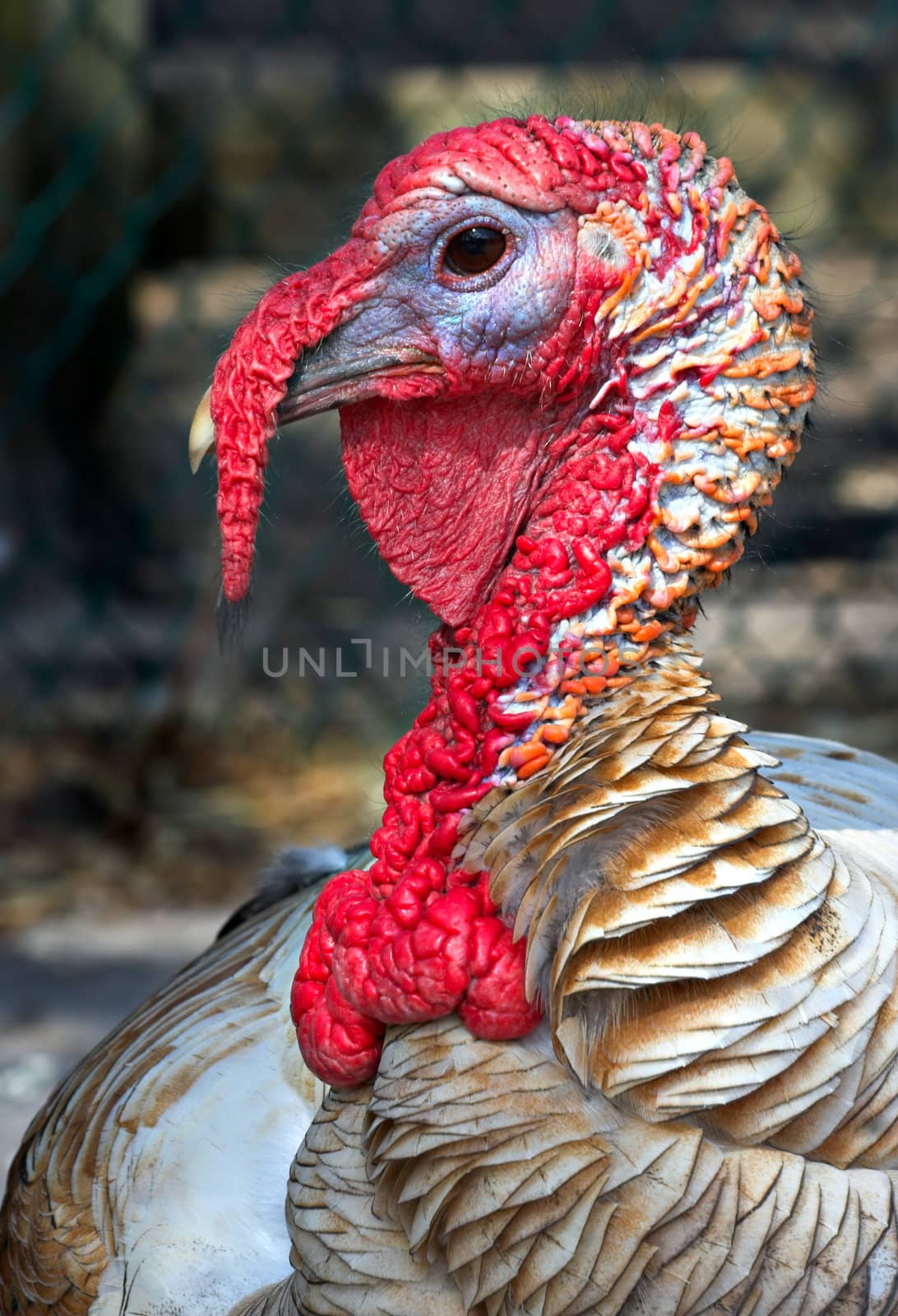 Portrait of a turkey. Photo is in vertical format.