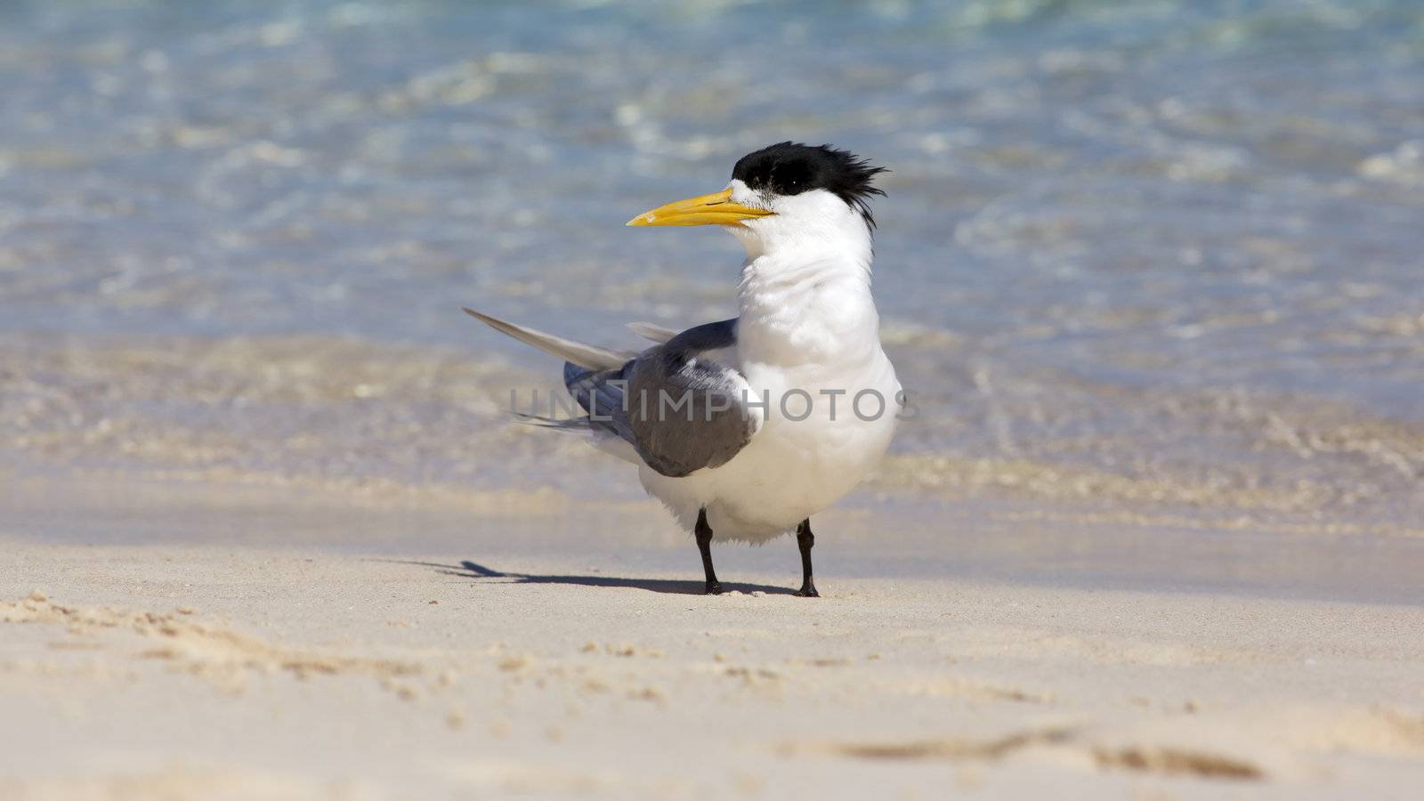 A Crested Tern on the beach of Rottnest Island, Western Australia.
