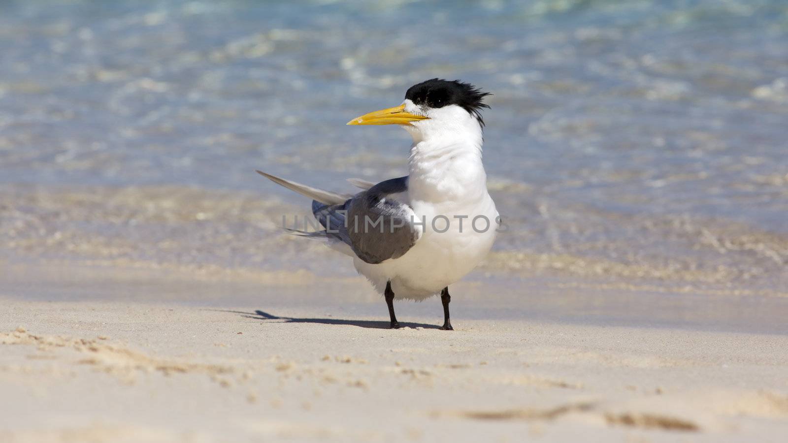 Crested Tern by zambezi