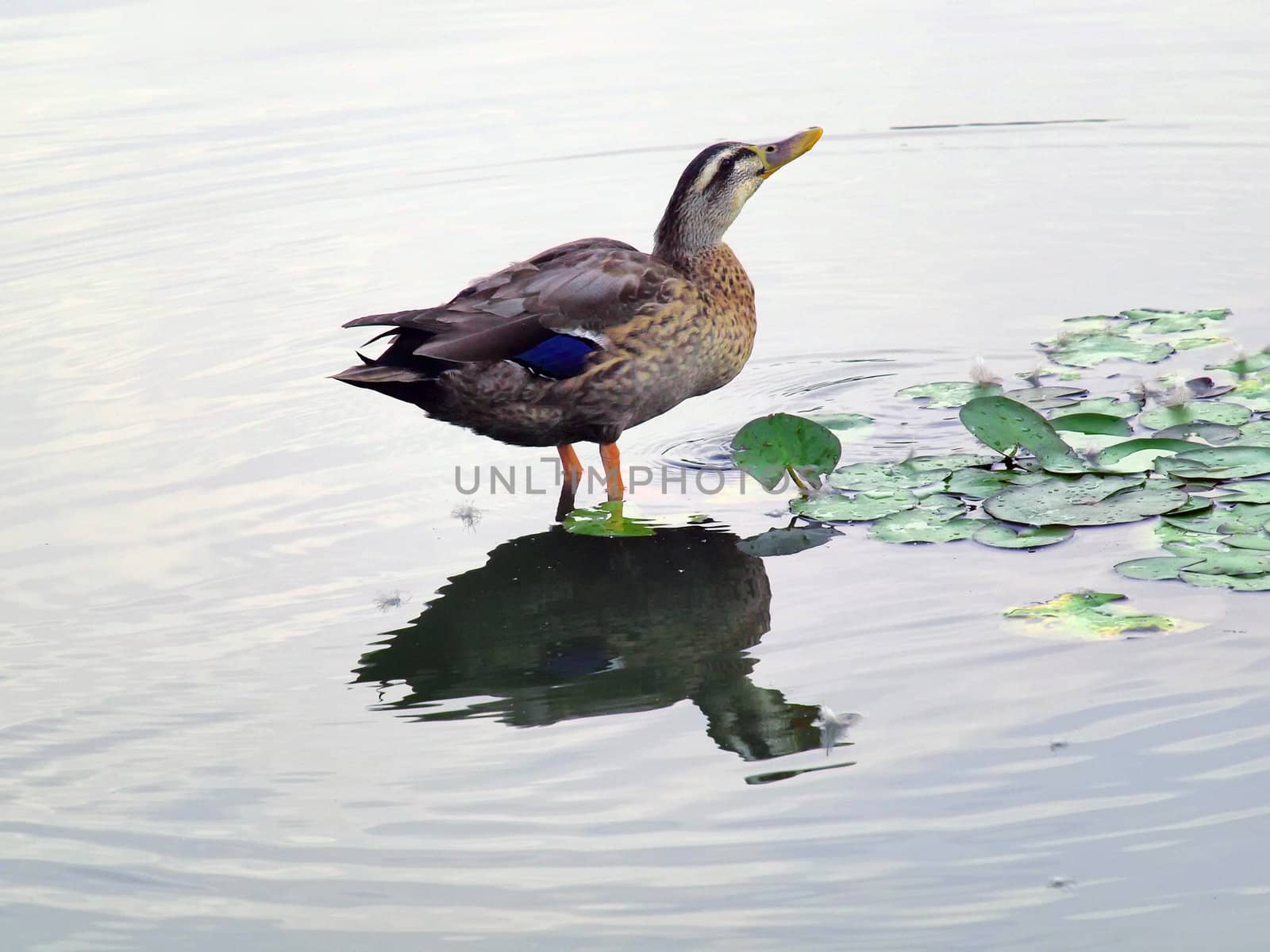 wild duck in lotus pond by zkruger