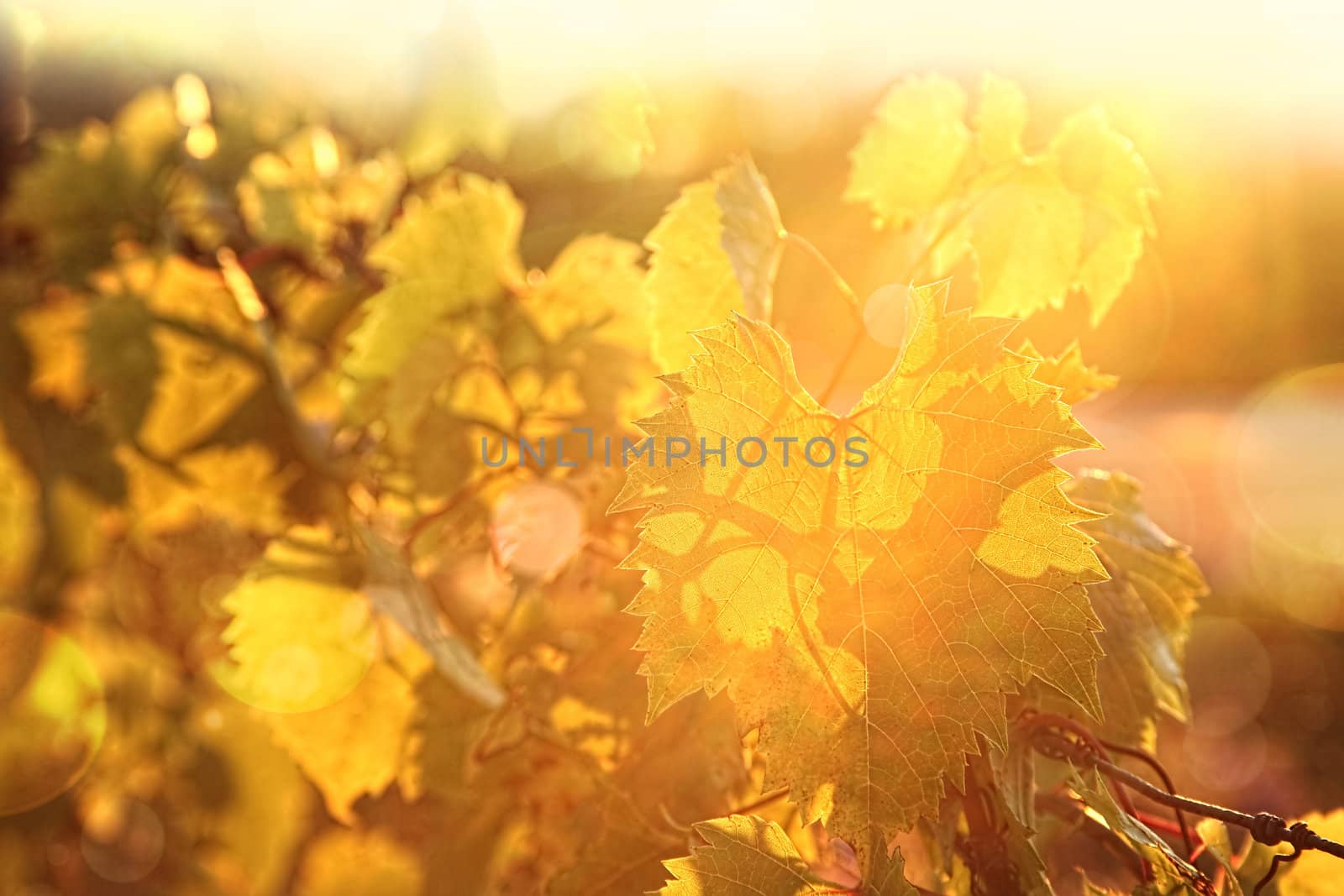 Grape vines at sunset by Sandralise