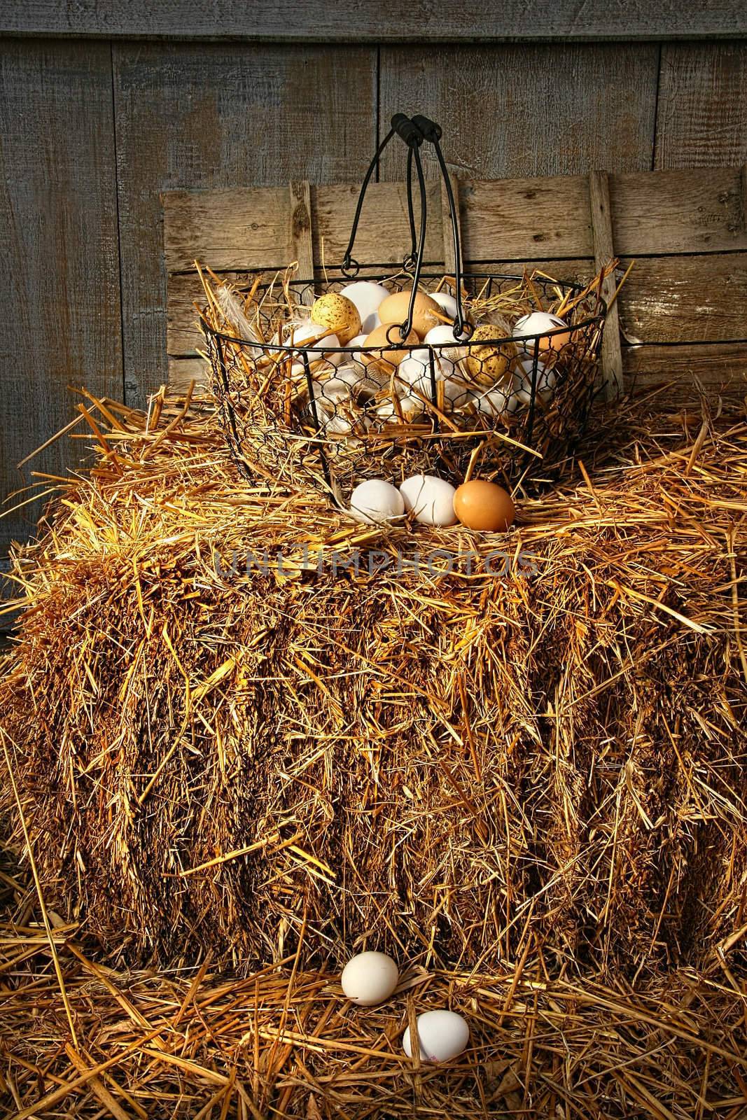 Basket of freshly laid  eggs lying on straw by Sandralise