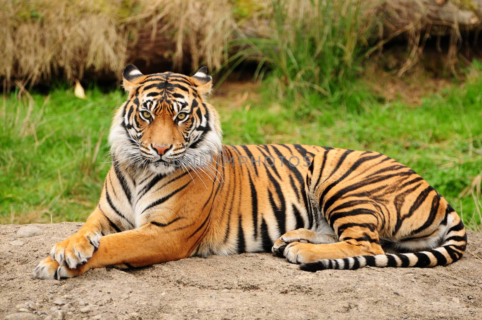 Portrait of a Royal Bengal tiger alert and staring at the camera