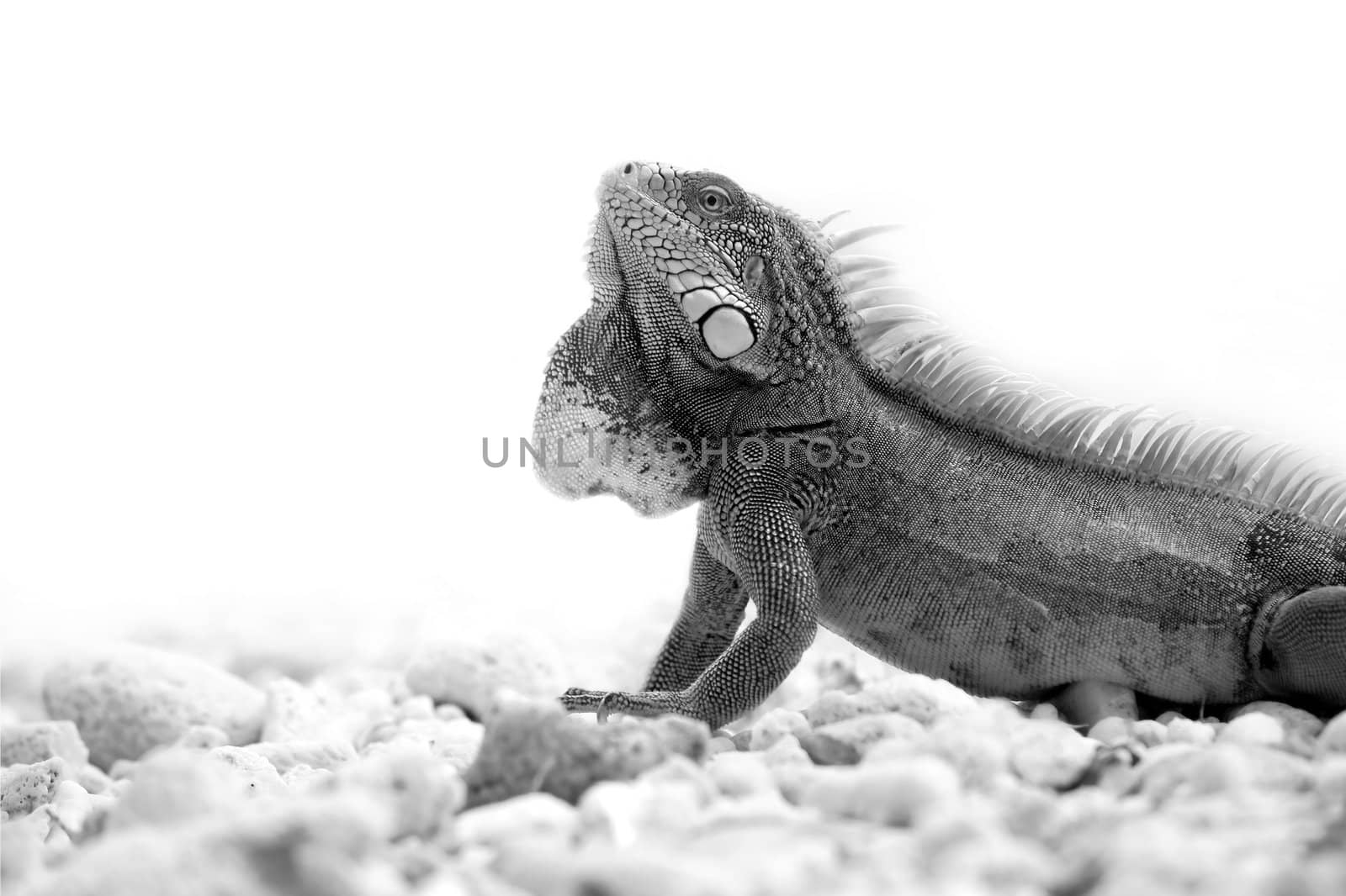 Iguana by kjorgen