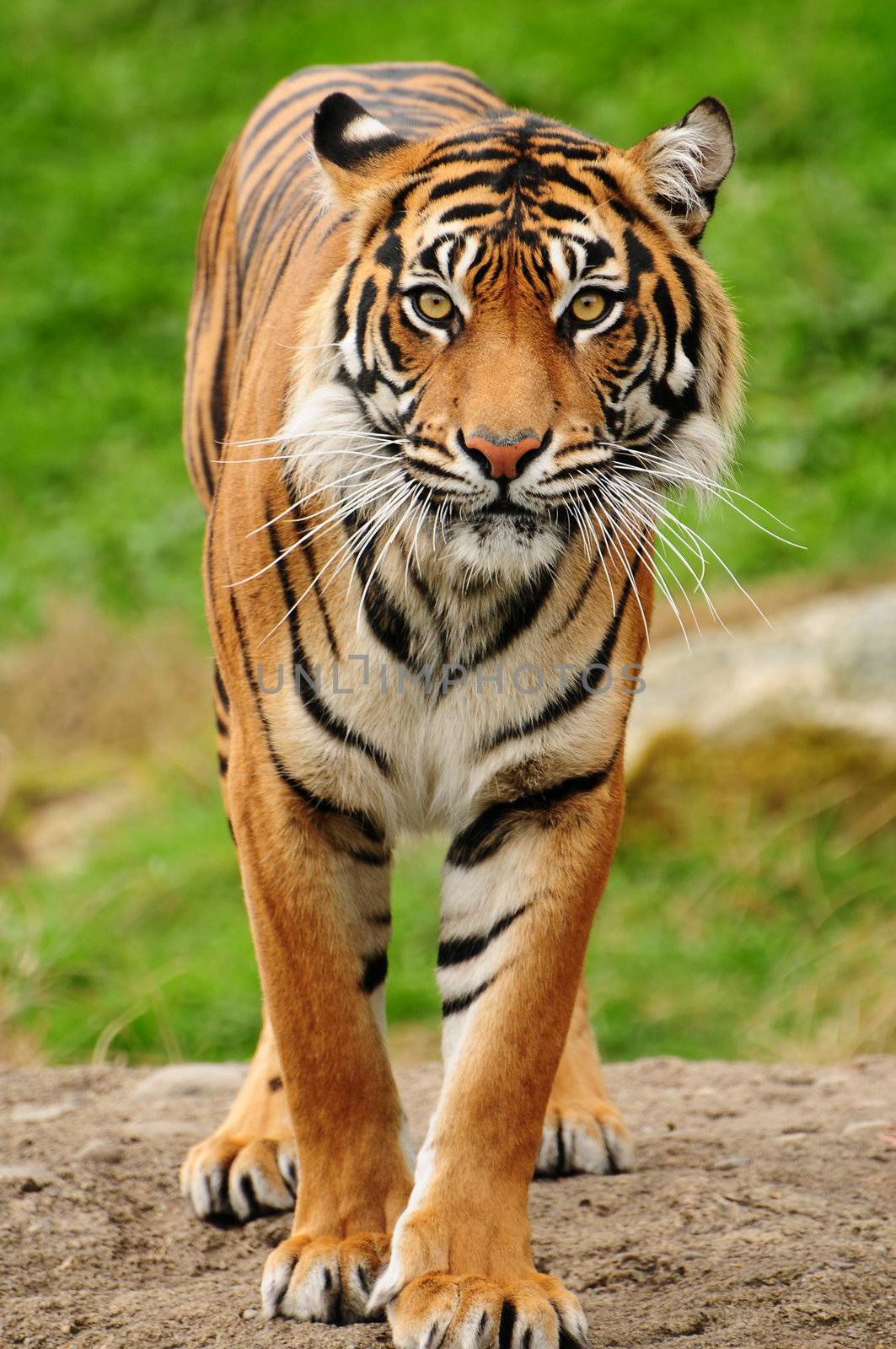 Vertical portrait of a Royal bengal tiger