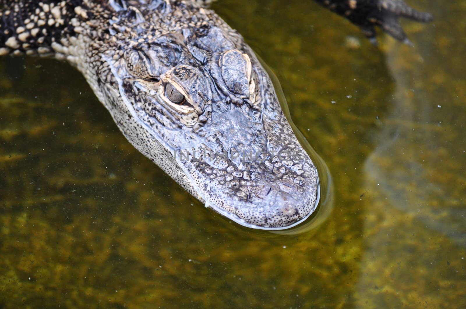 Alligator by RefocusPhoto