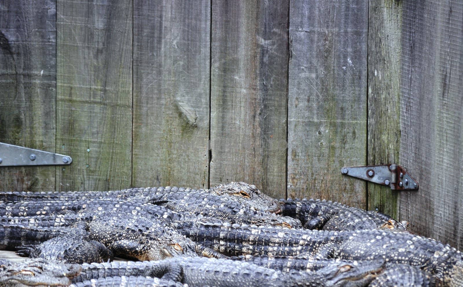 Alligator background by RefocusPhoto