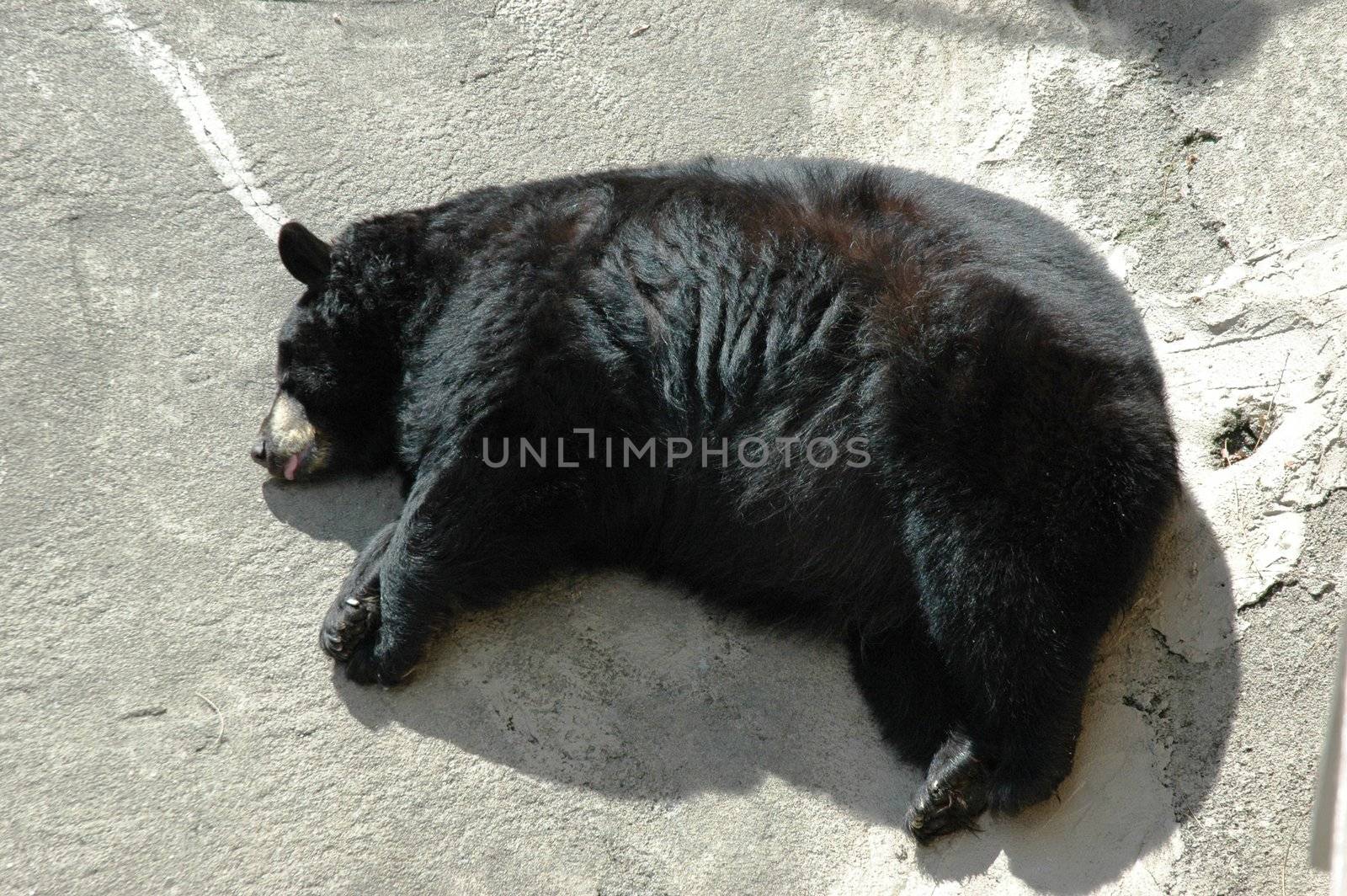 Black Bear Sleepy by RefocusPhoto