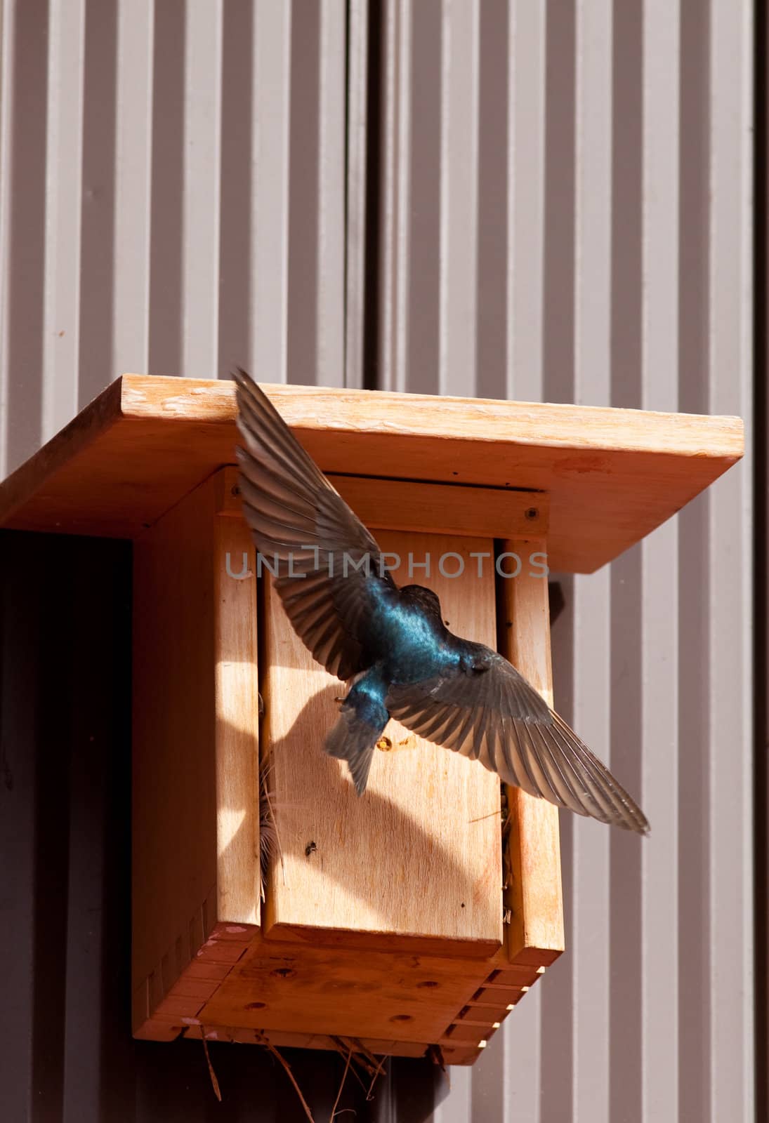 Male Tree Swallow (Tachycineta bicolor) lands at bird house to feed youngs.