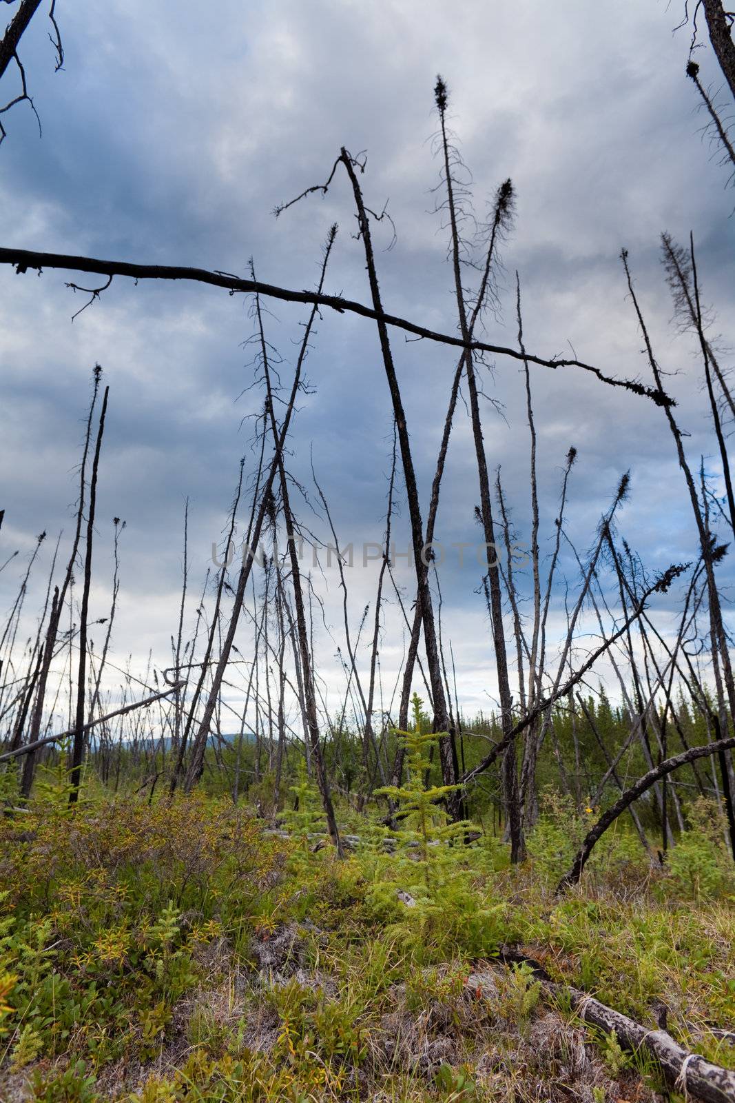12 years after the forest fire, new trees are growing among charred logs.